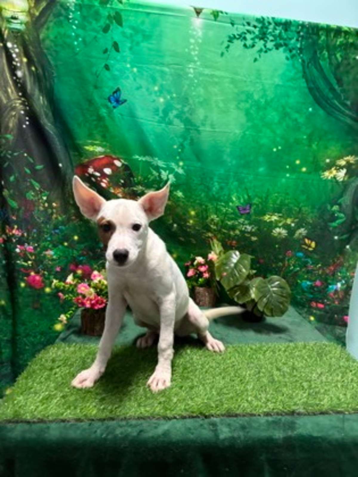 TAKIS - Mixed Breed (Medium) available for adoption