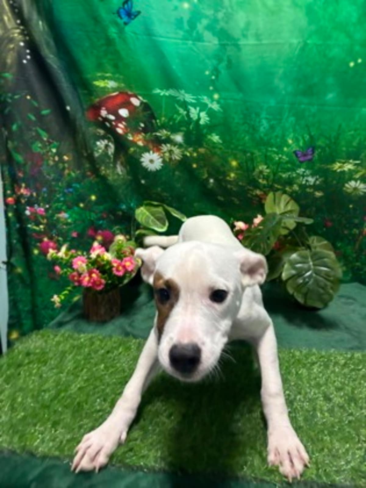 TAKIS - Mixed Breed (Medium) available for adoption