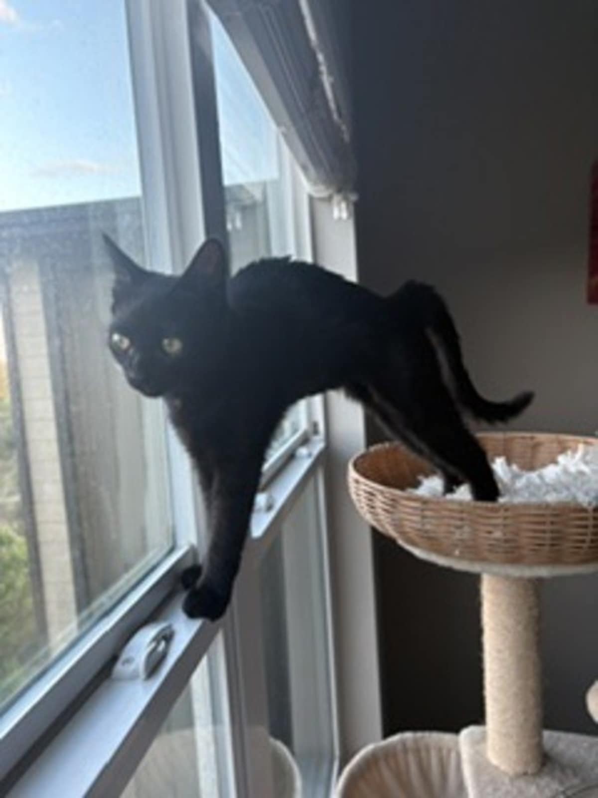 BABY - Domestic Shorthair available for adoption