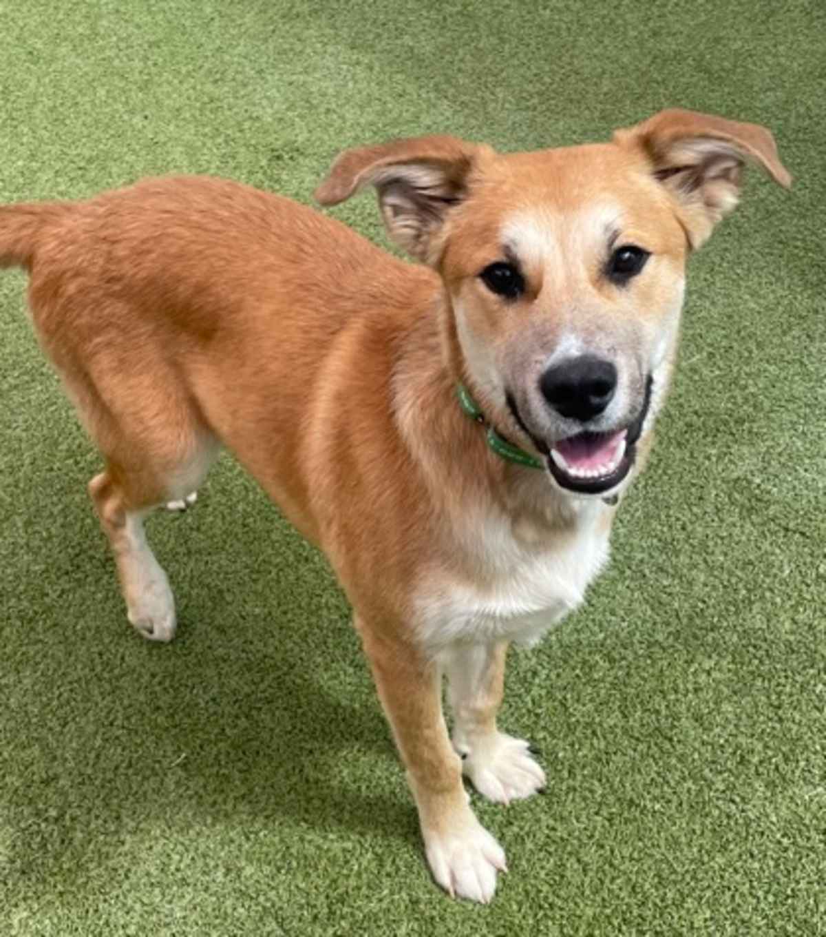 GRAND CANYON - Mixed Breed (Medium) available for adoption
