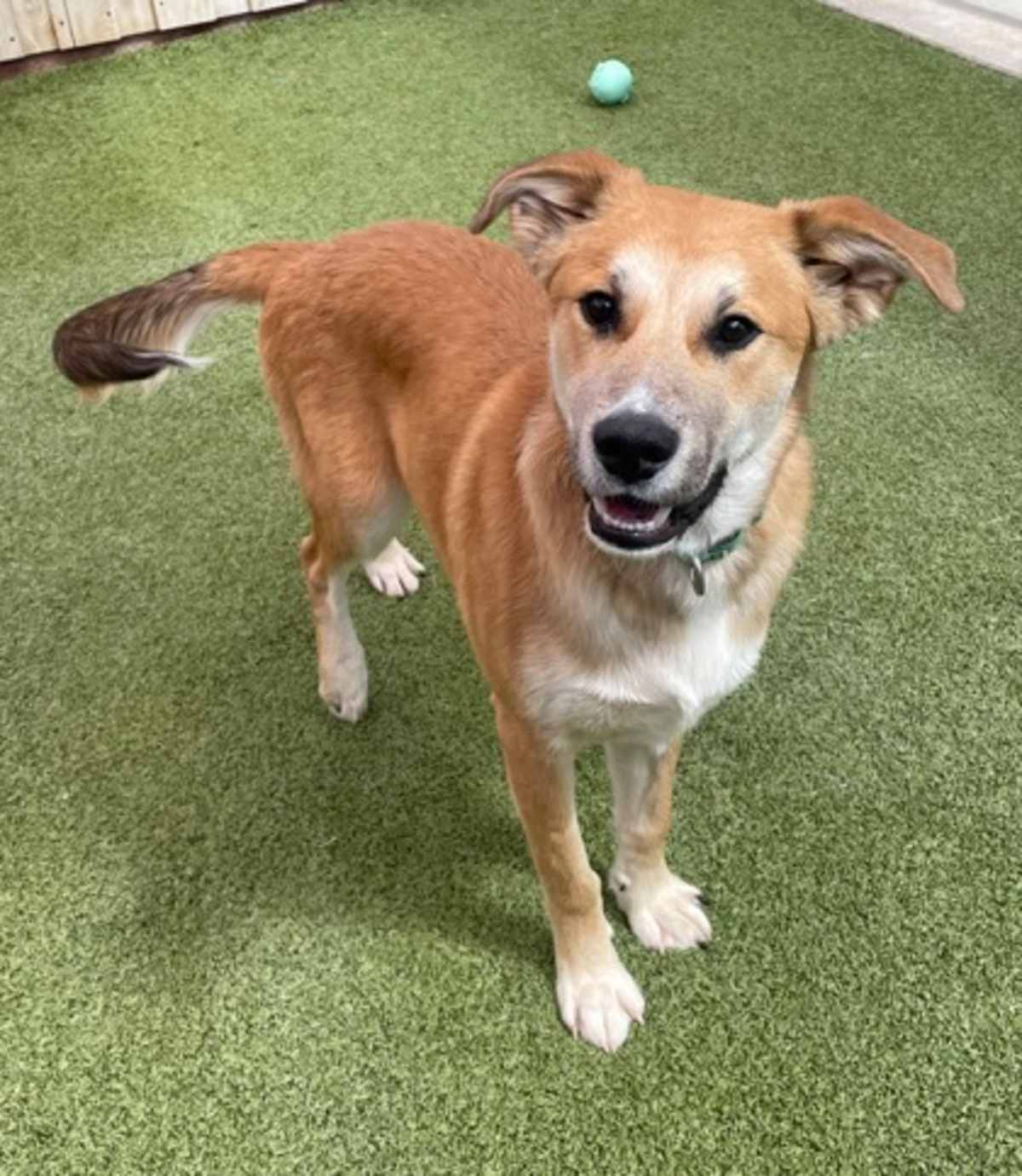GRAND CANYON - Mixed Breed (Medium) available for adoption