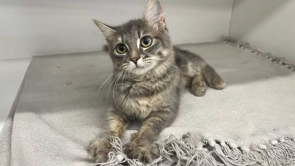 CASITA - Domestic Shorthair available for adoption