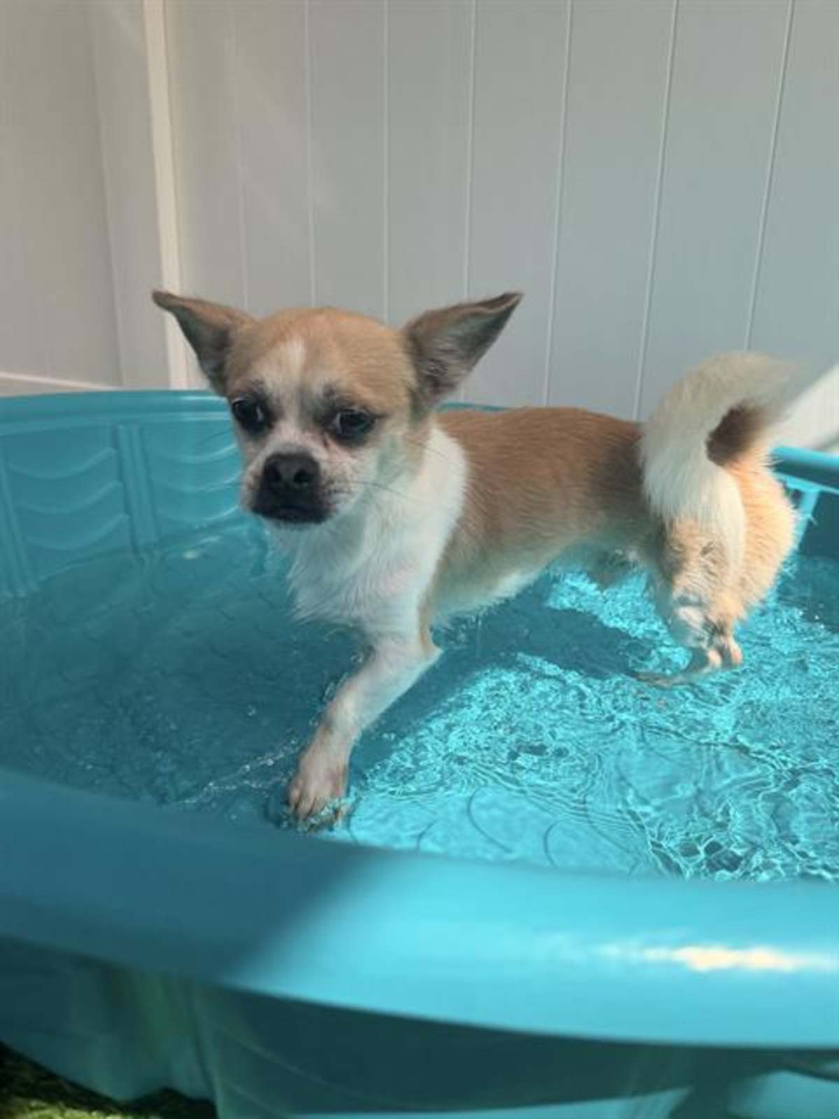 ENZO - Chihuahua available for adoption