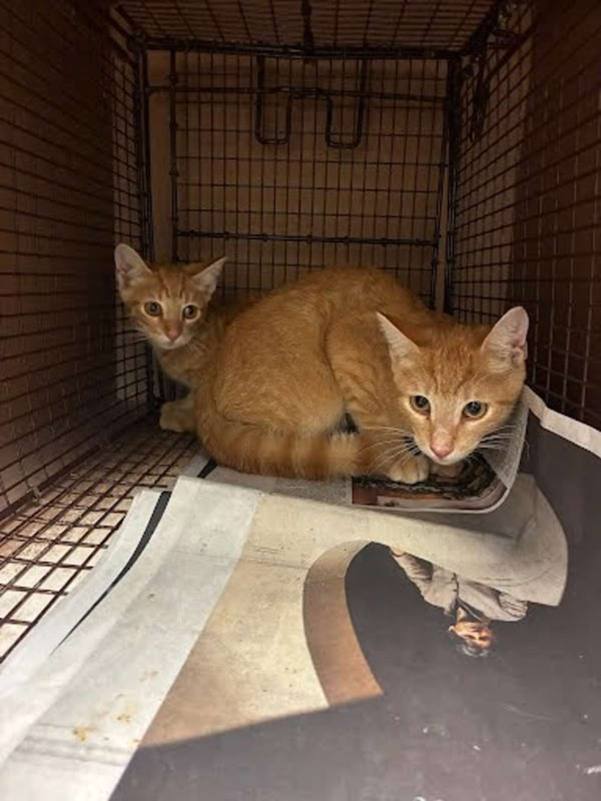 GODDARD - Domestic Shorthair available for adoption