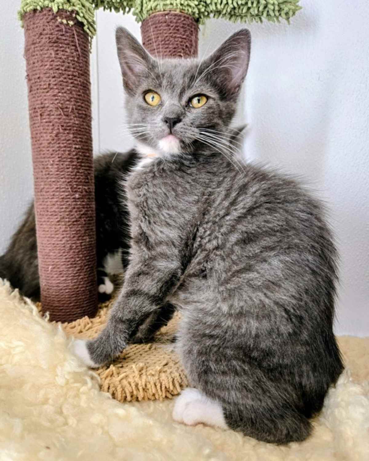 SHIZUKU - Domestic Shorthair available for adoption