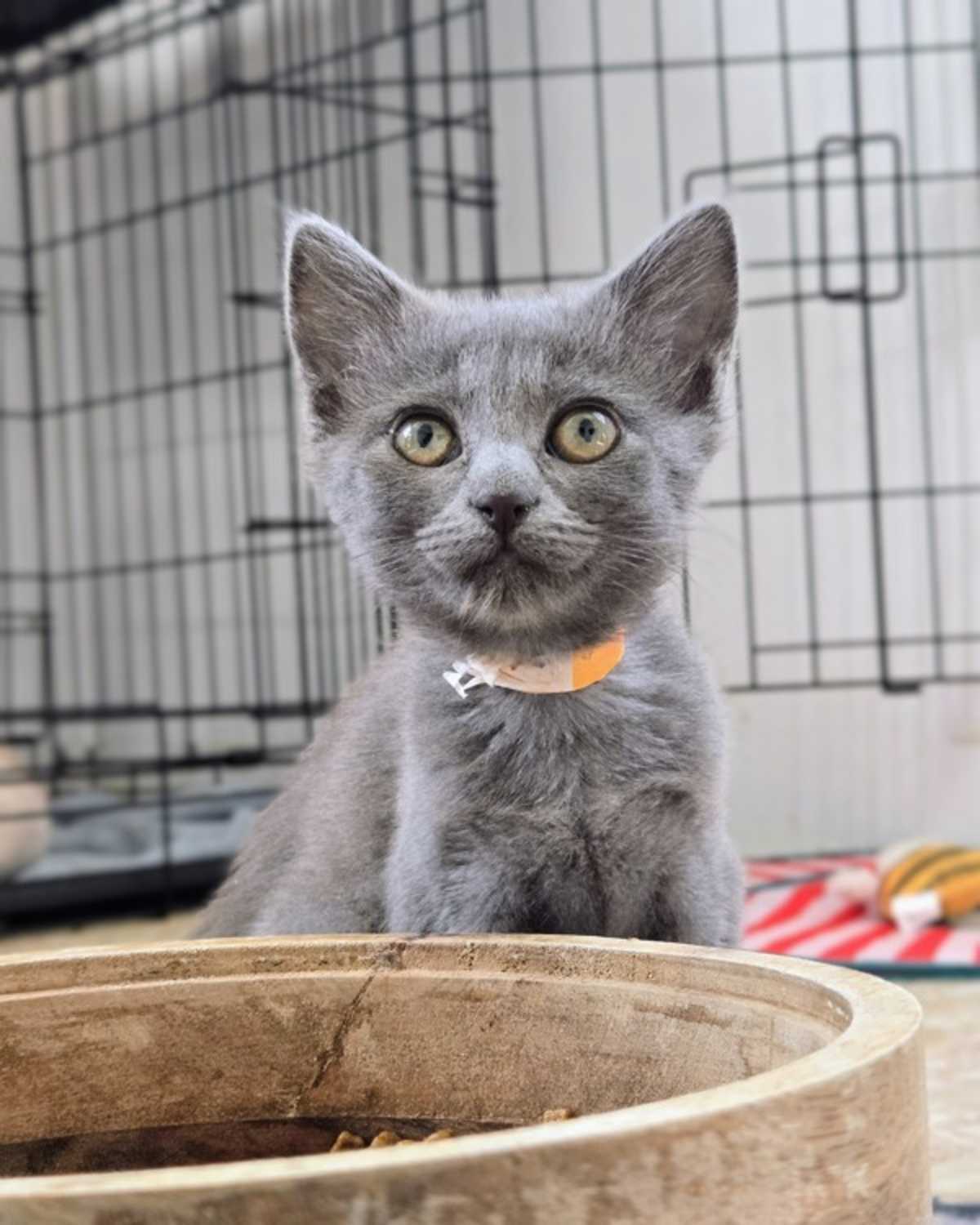 MELODY - Domestic Shorthair available for adoption