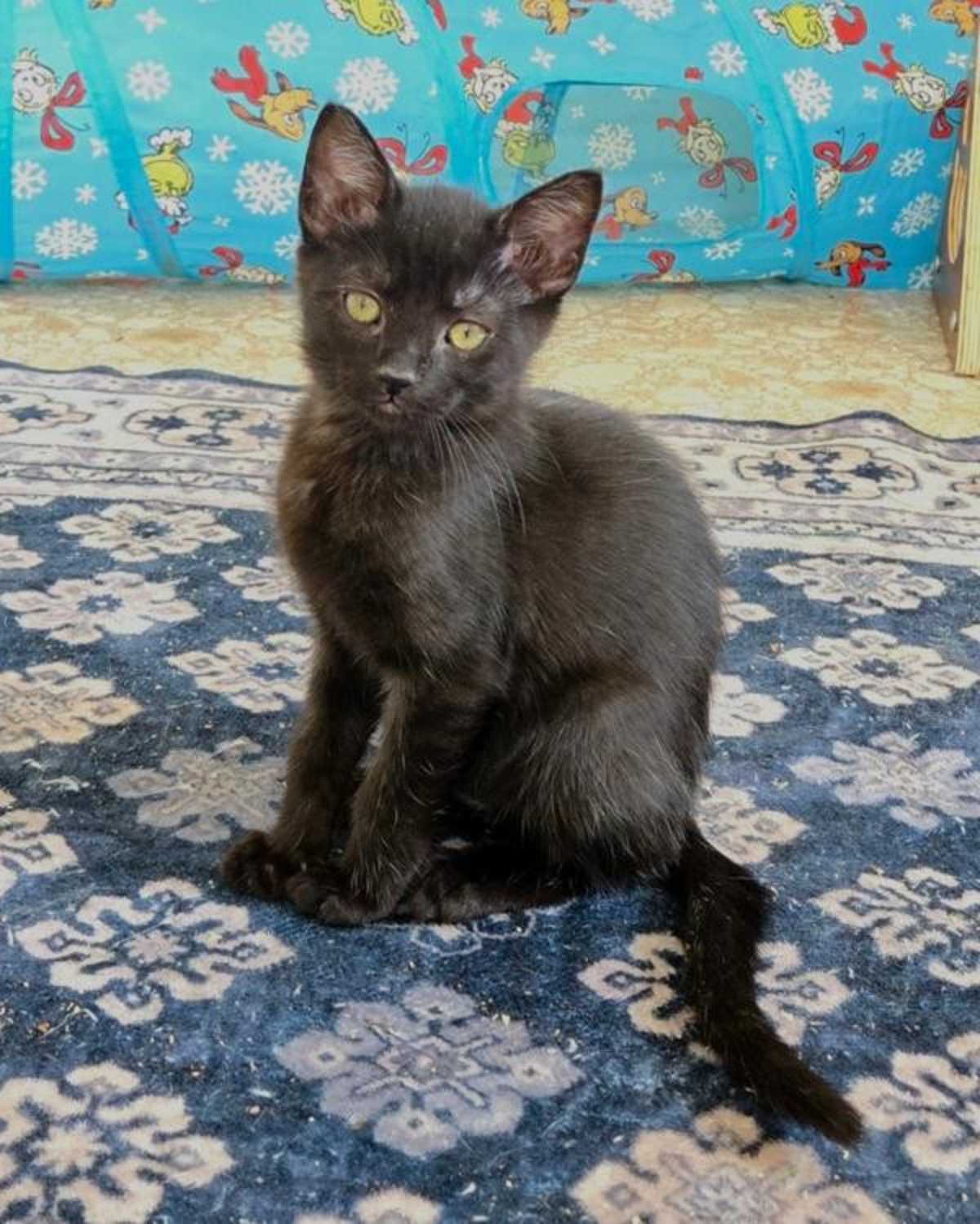 VALENTINO - Domestic Shorthair available for adoption