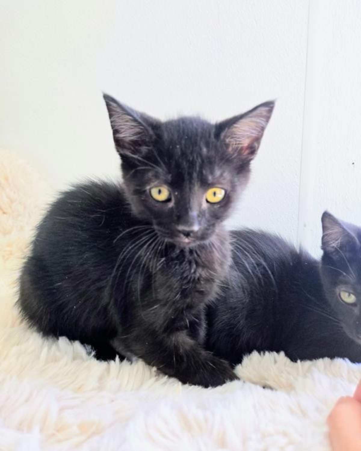 VALENTINO - Domestic Shorthair available for adoption