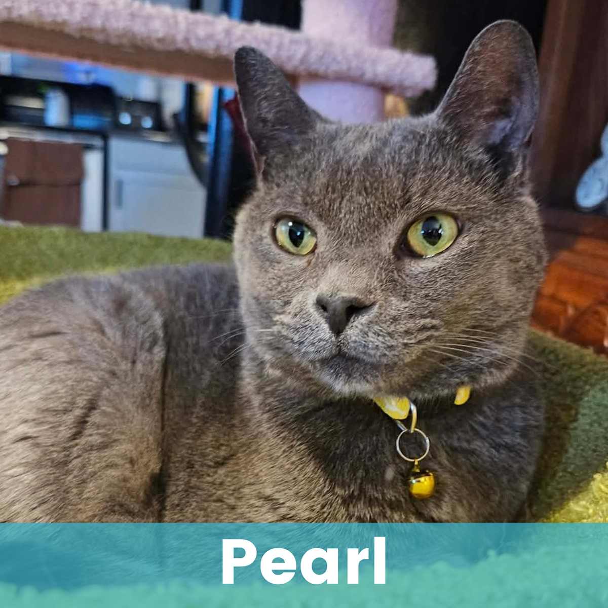PEARL - Domestic Shorthair available for adoption