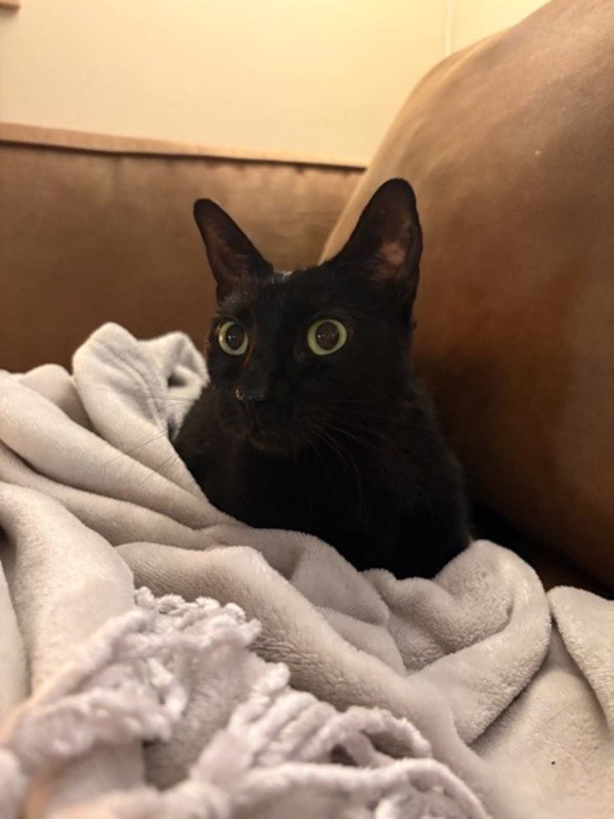 FIONA - Domestic Shorthair available for adoption