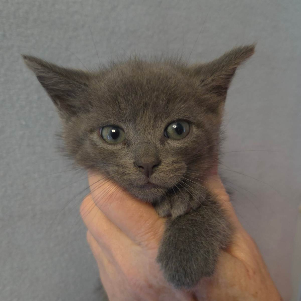 SELINA'S KITTEN KUMBIA - Domestic Shorthair available for adoption