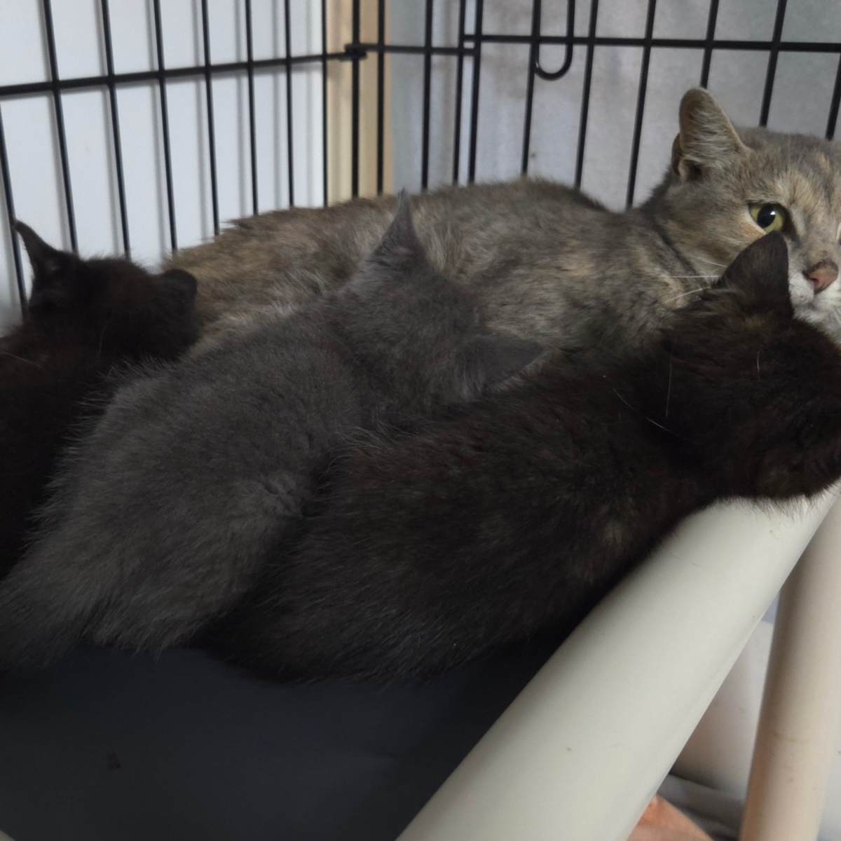 SELINA'S KITTEN GLORIA - Domestic Shorthair available for adoption