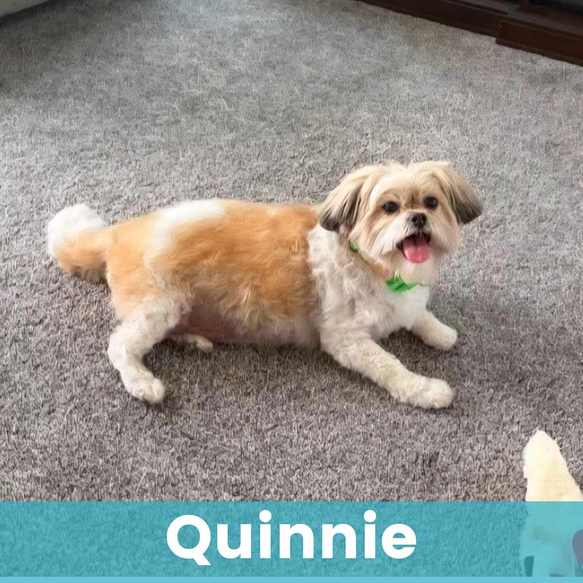 QUINNIE - Shih Tzu / Mixed Breed (Small) available for adoption