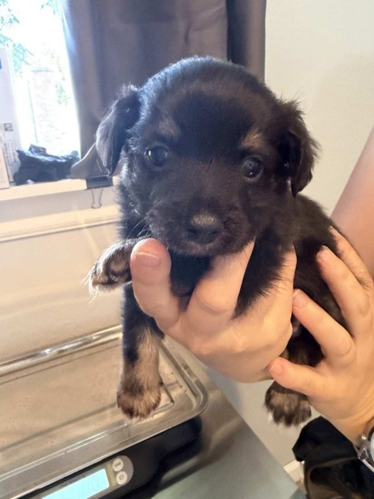 UNNAMED - Miniature Pinscher available for adoption