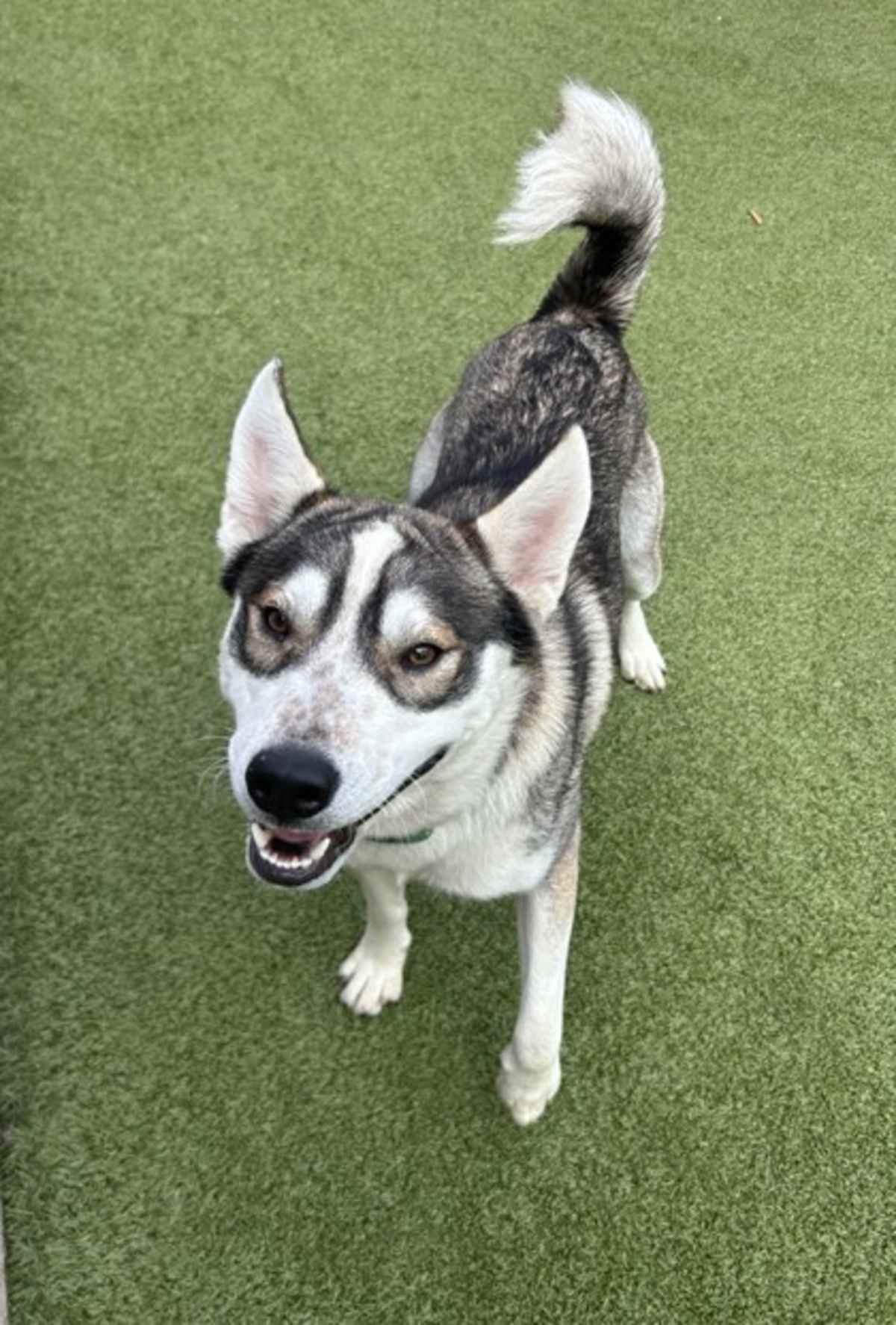 BOLIN - Husky available for adoption