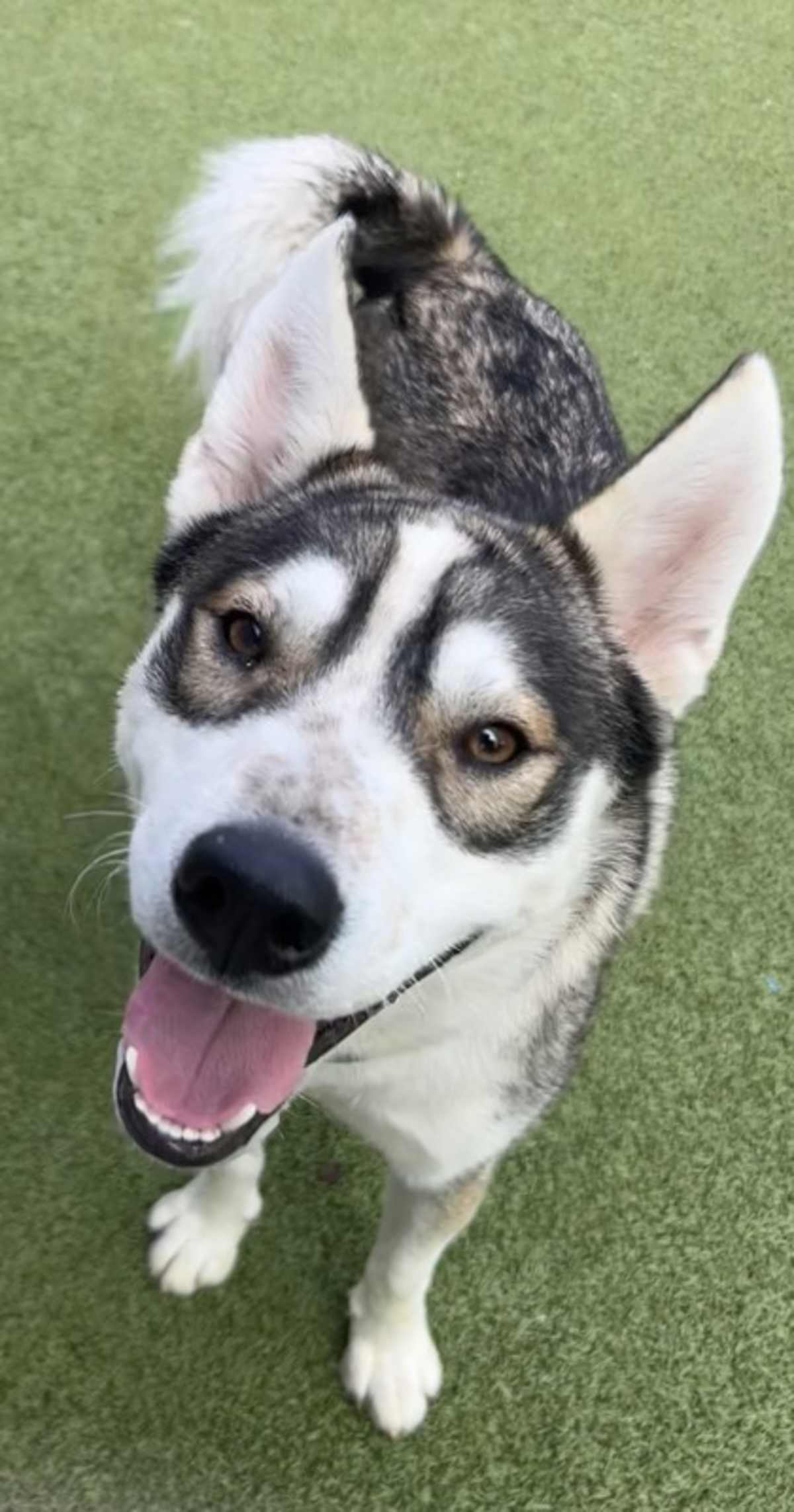 BOLIN - Husky available for adoption