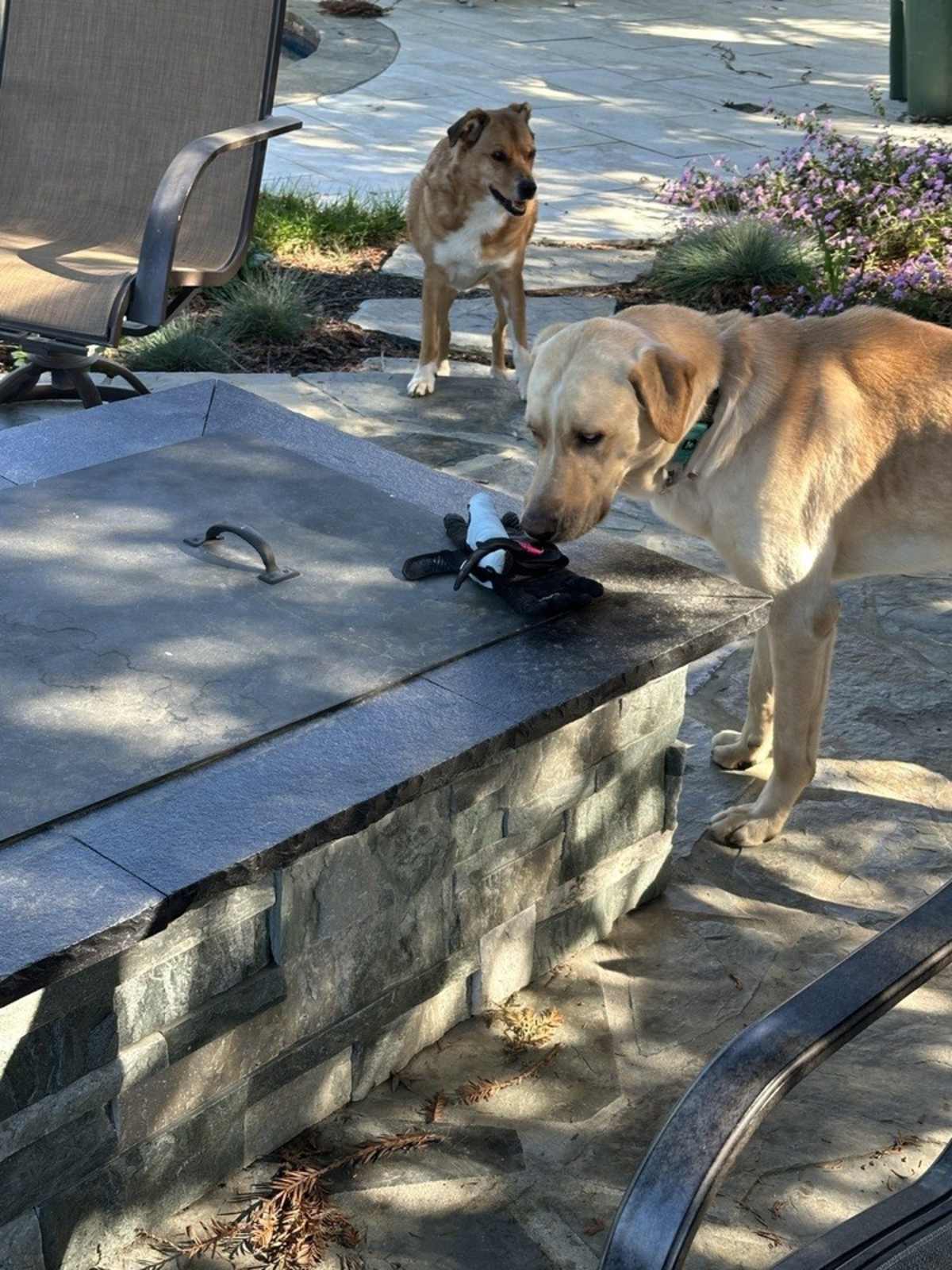 LUCKY WESTON - Labrador Retriever available for adoption