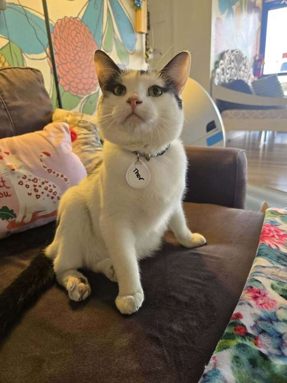 THOR - Domestic Shorthair for adoption in Tucson