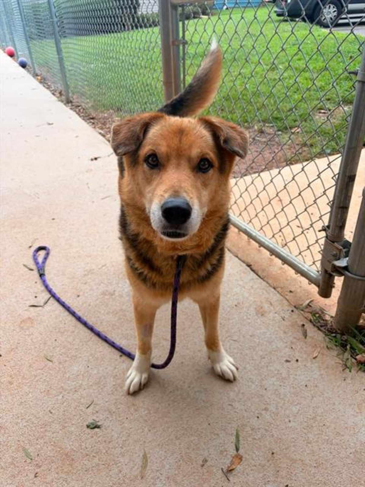 NILO - German Shepherd Dog available for adoption