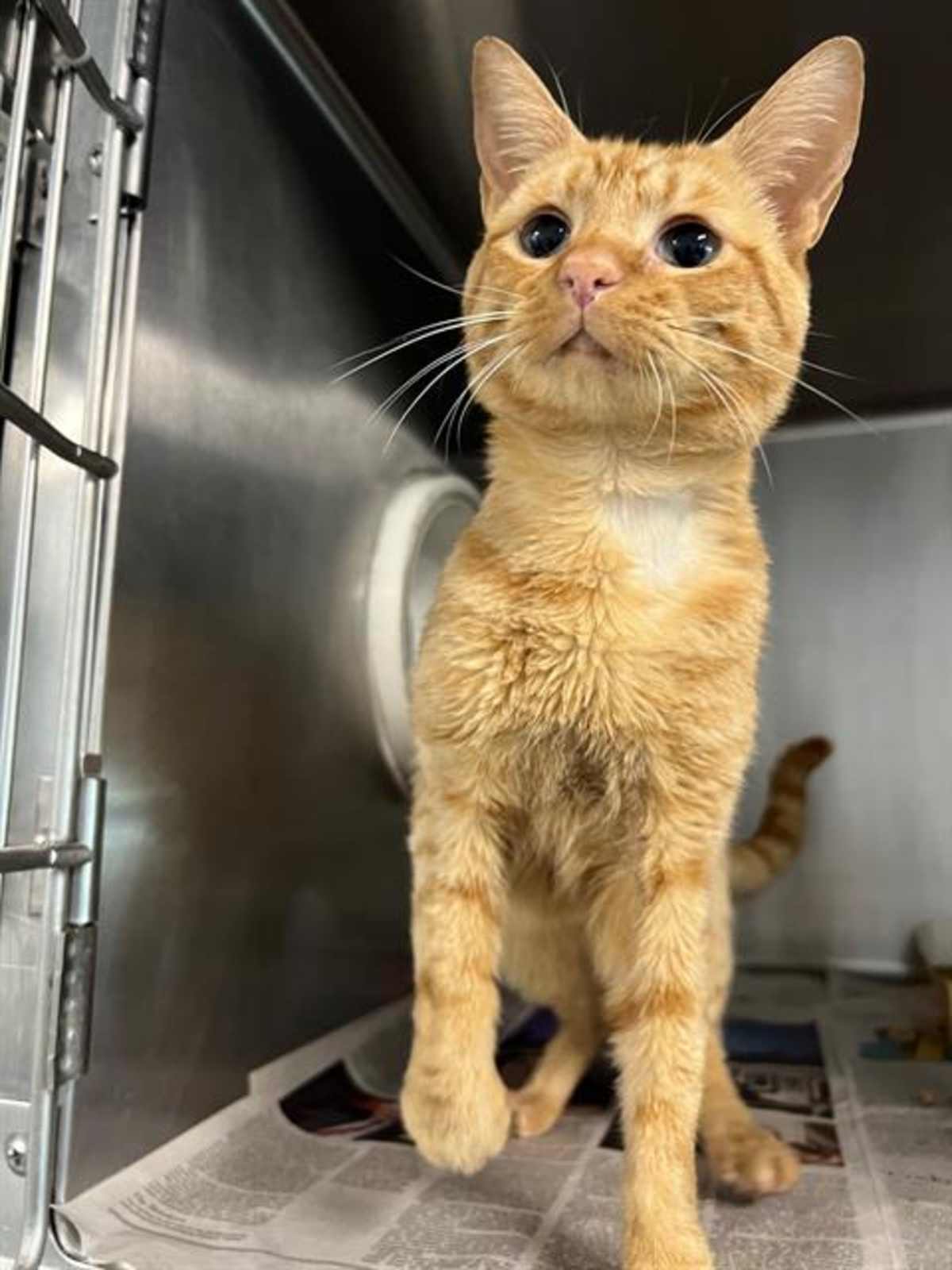 OLSEN - Domestic Shorthair available for adoption