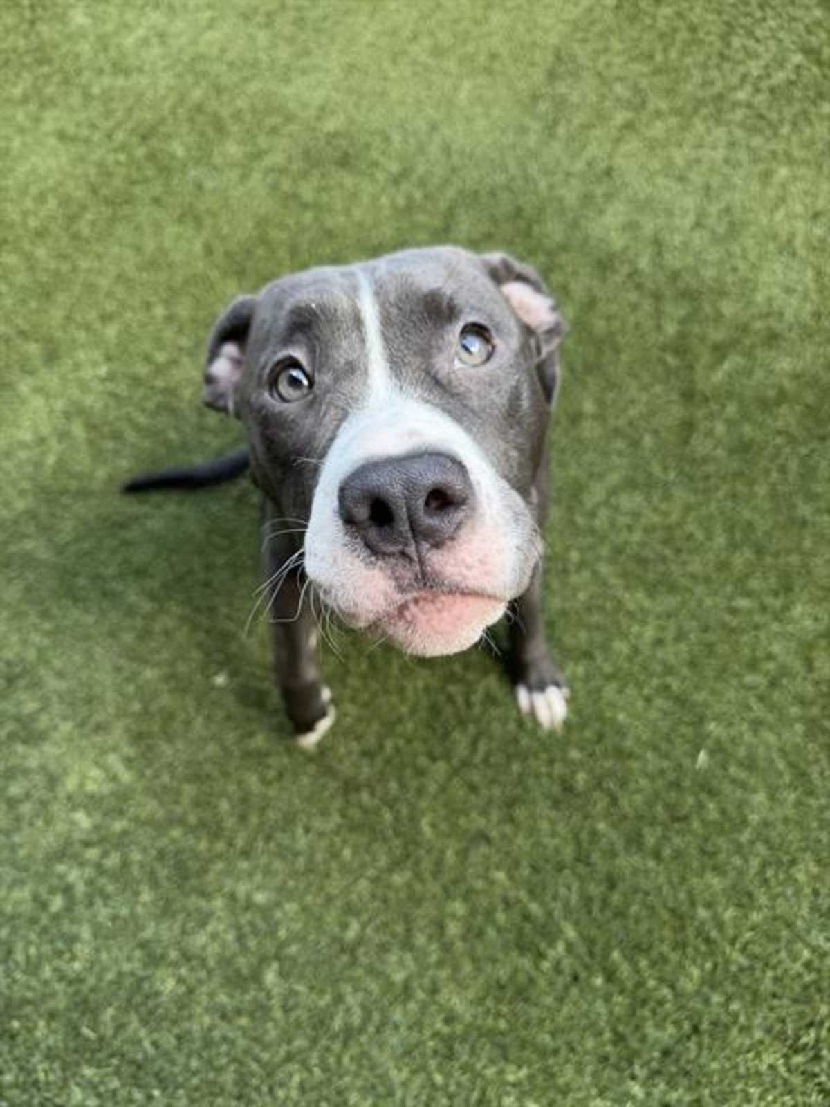 LALA - American Pit Bull Terrier available for adoption