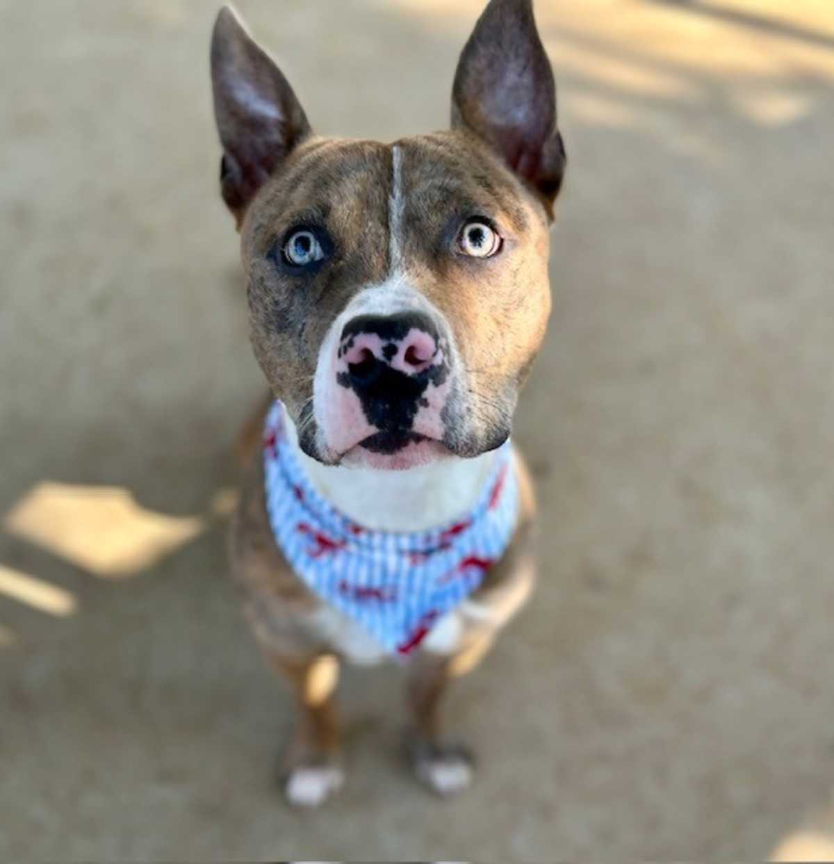 FAIRWAY - American Pit Bull Terrier available for adoption