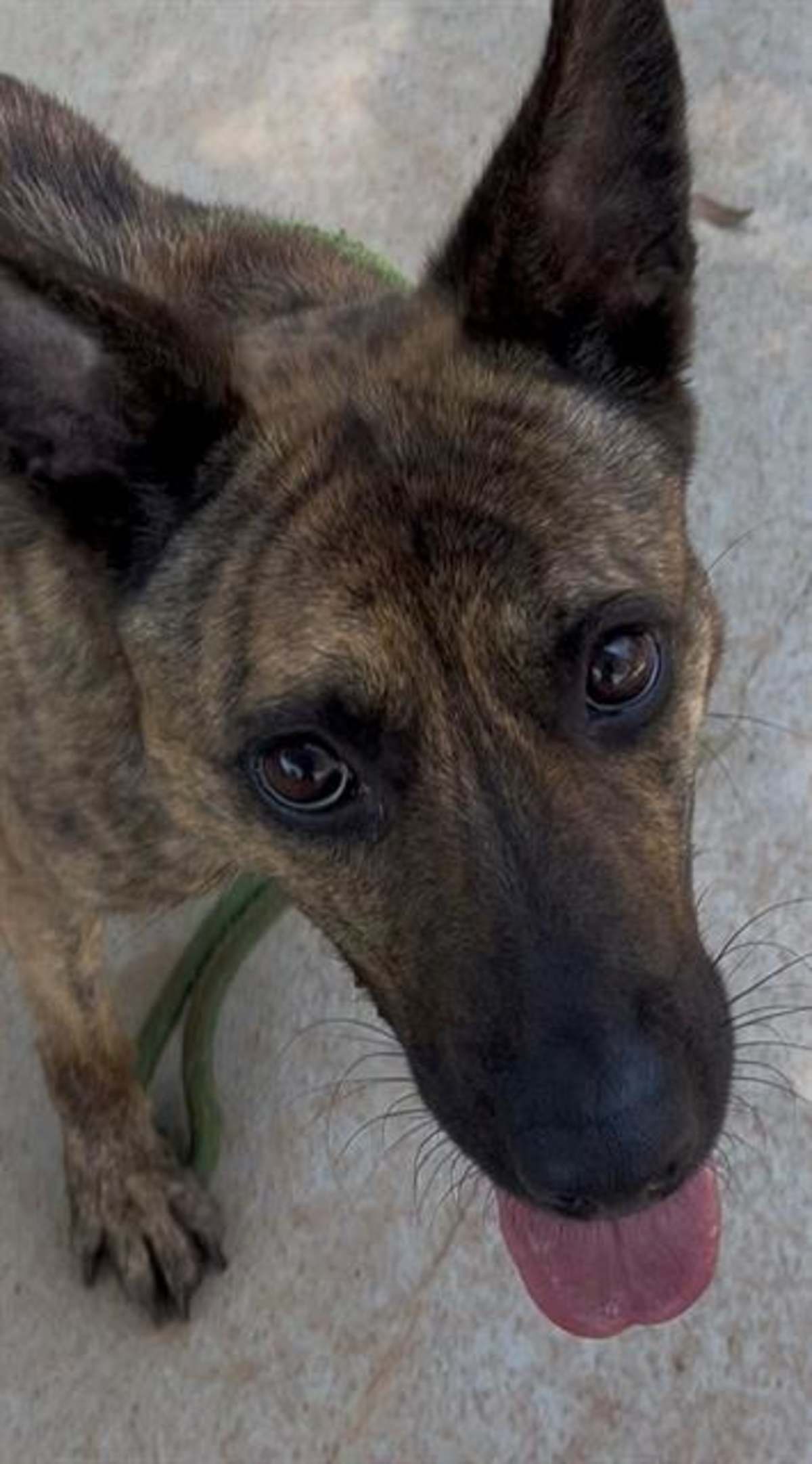 MARGAUX - Mixed Breed (Medium) available for adoption