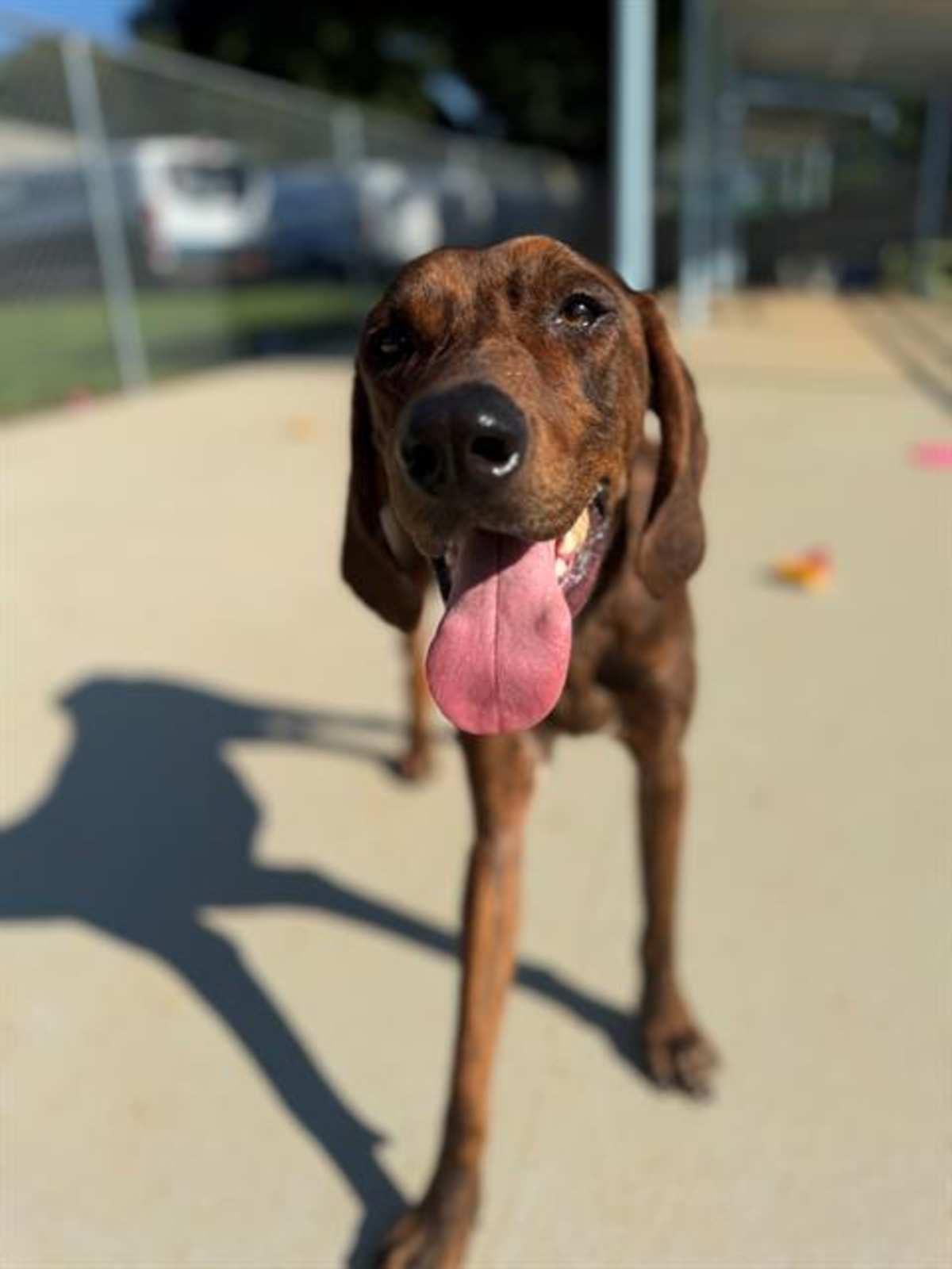 ELVIS - Plott Hound available for adoption