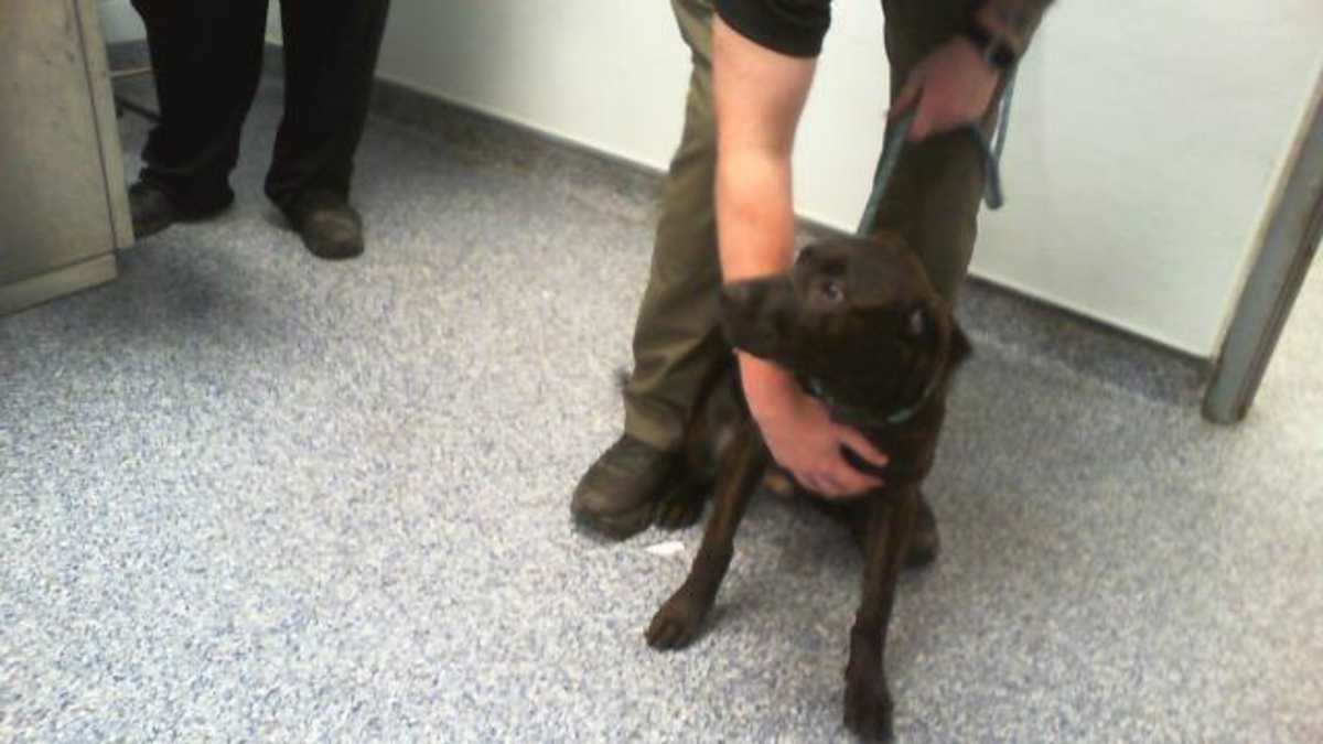 EMMETT - Mixed Breed (Medium) available for adoption