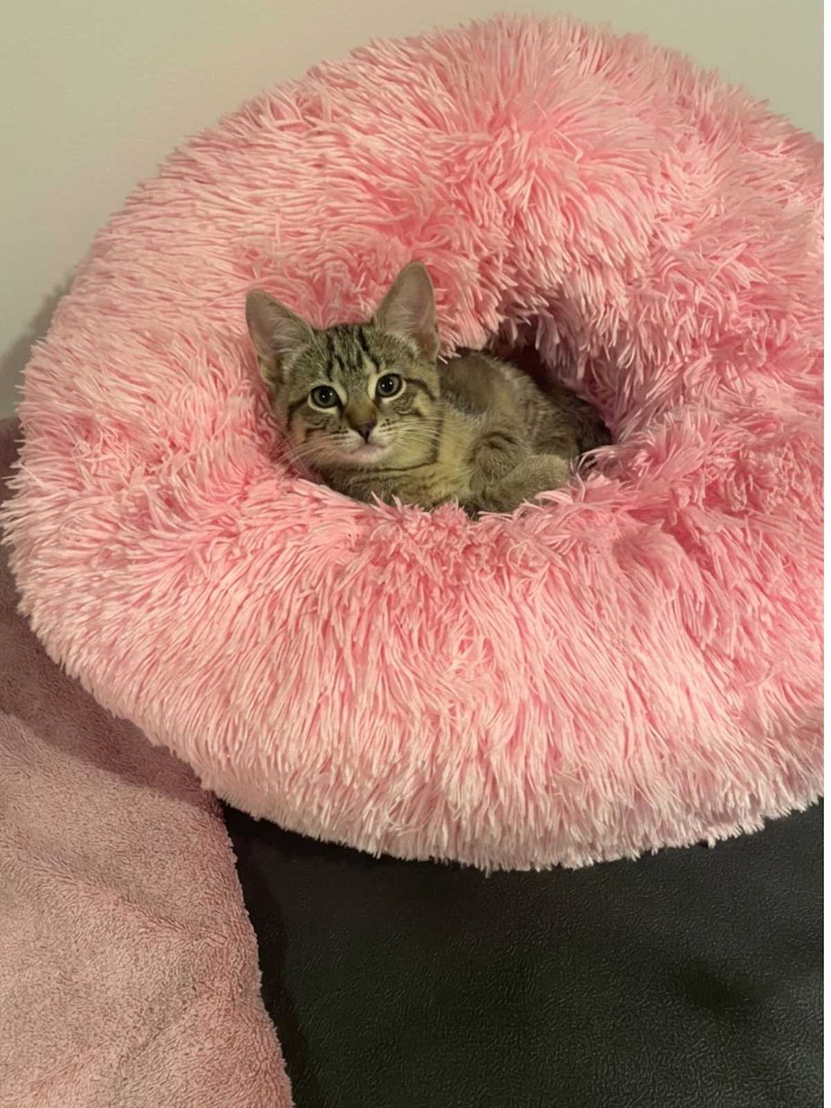 IRIS - Tabby for adoption in Naperville