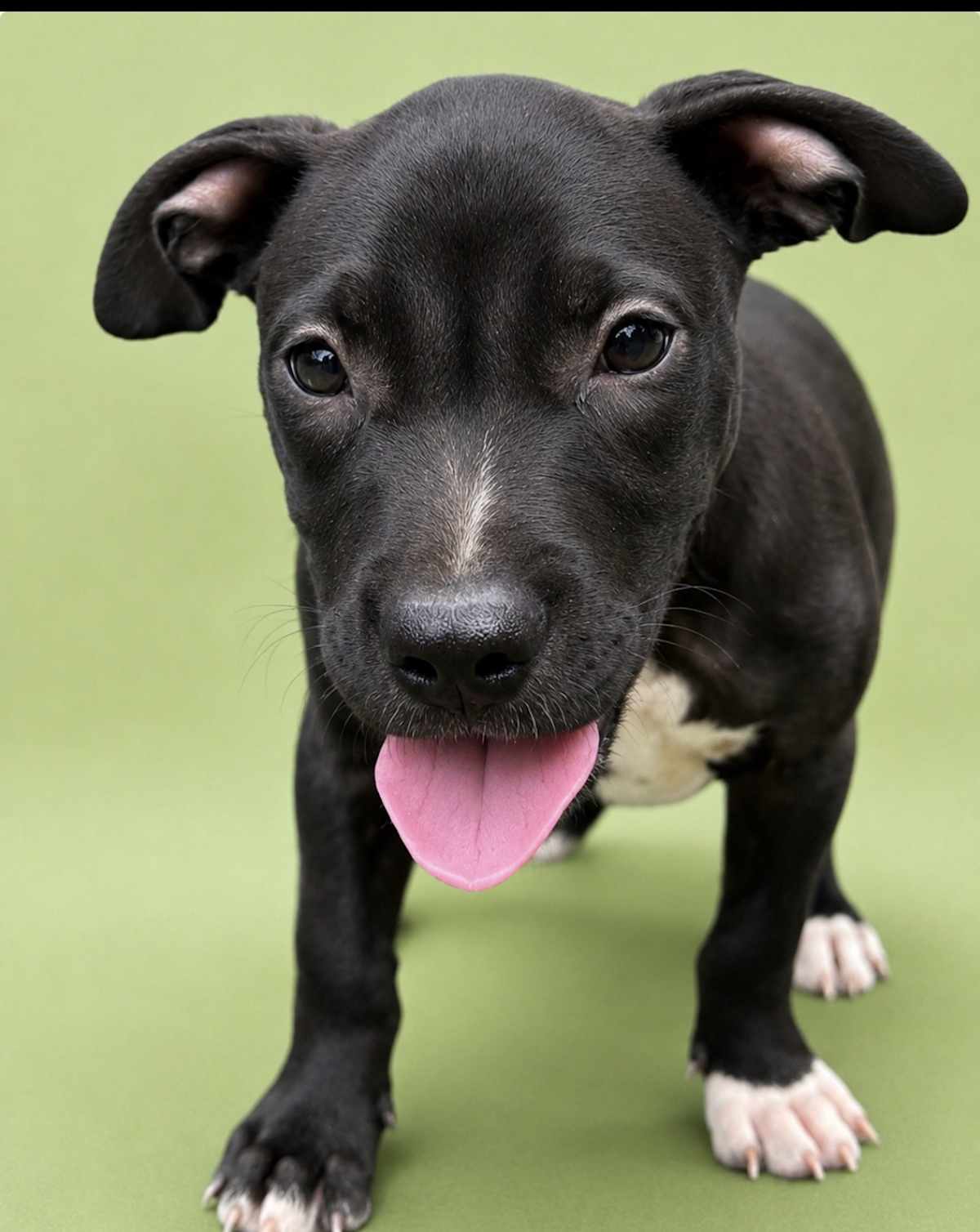 OCEAN ~ MEET ME! - American Pit Bull Terrier / American Staffordshire Terrier available for adoption