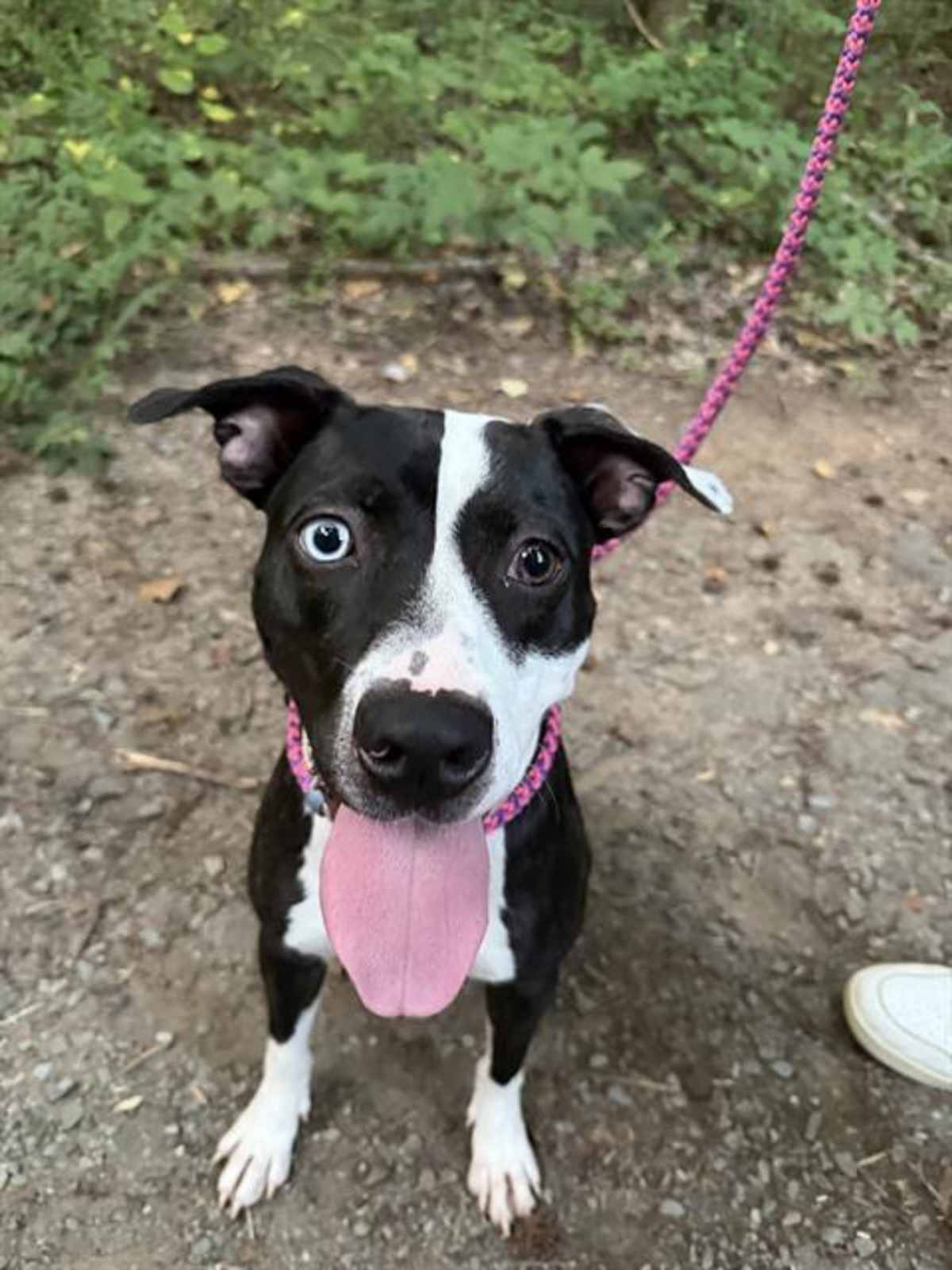 LOLA - Mixed Breed (Medium) available for adoption