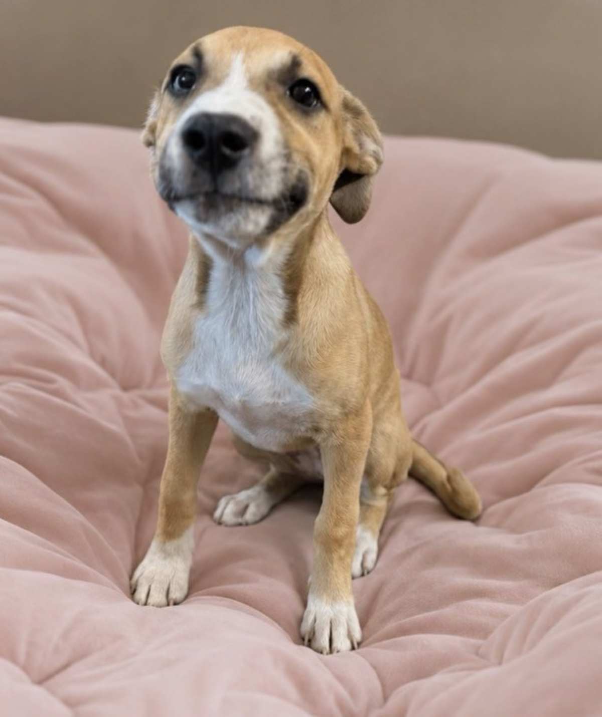 VINE GREEN - Boxer / Husky available for adoption