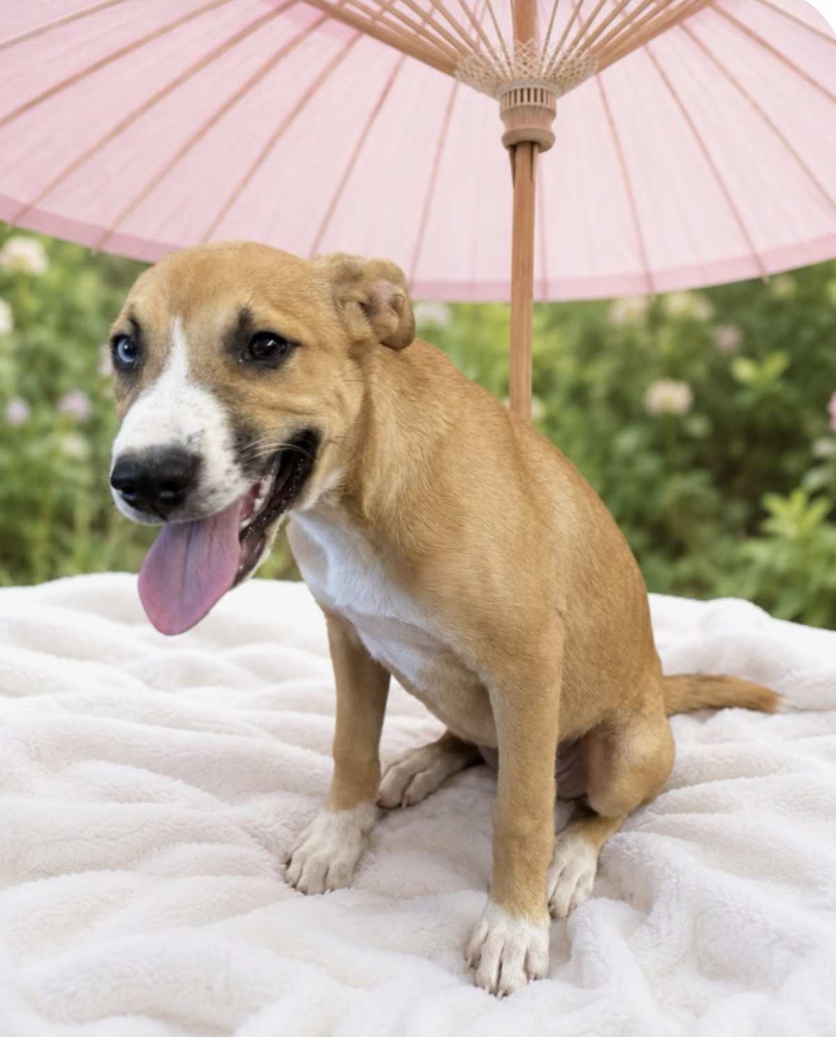 VINE GREEN - Boxer / Husky available for adoption
