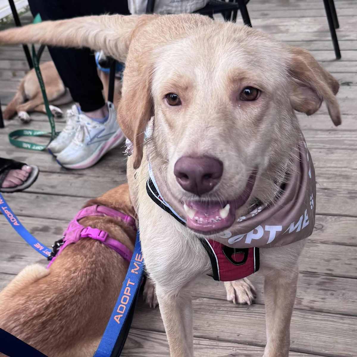 AARON - Golden Retriever / Wheaten Terrier available for adoption