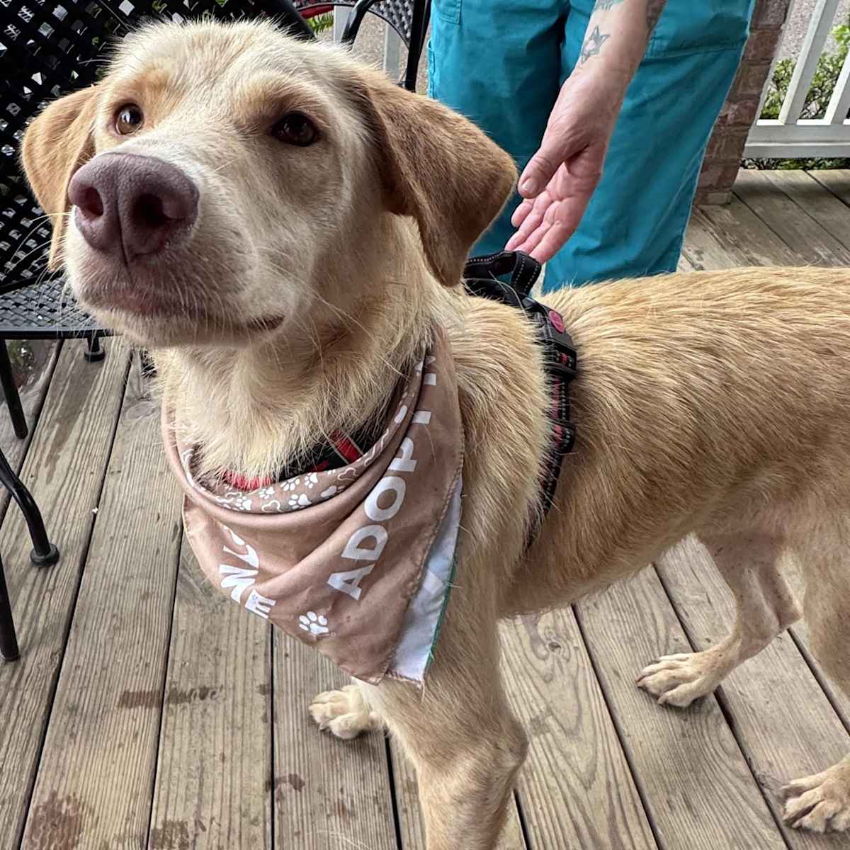AARON - Golden Retriever / Wheaten Terrier available for adoption