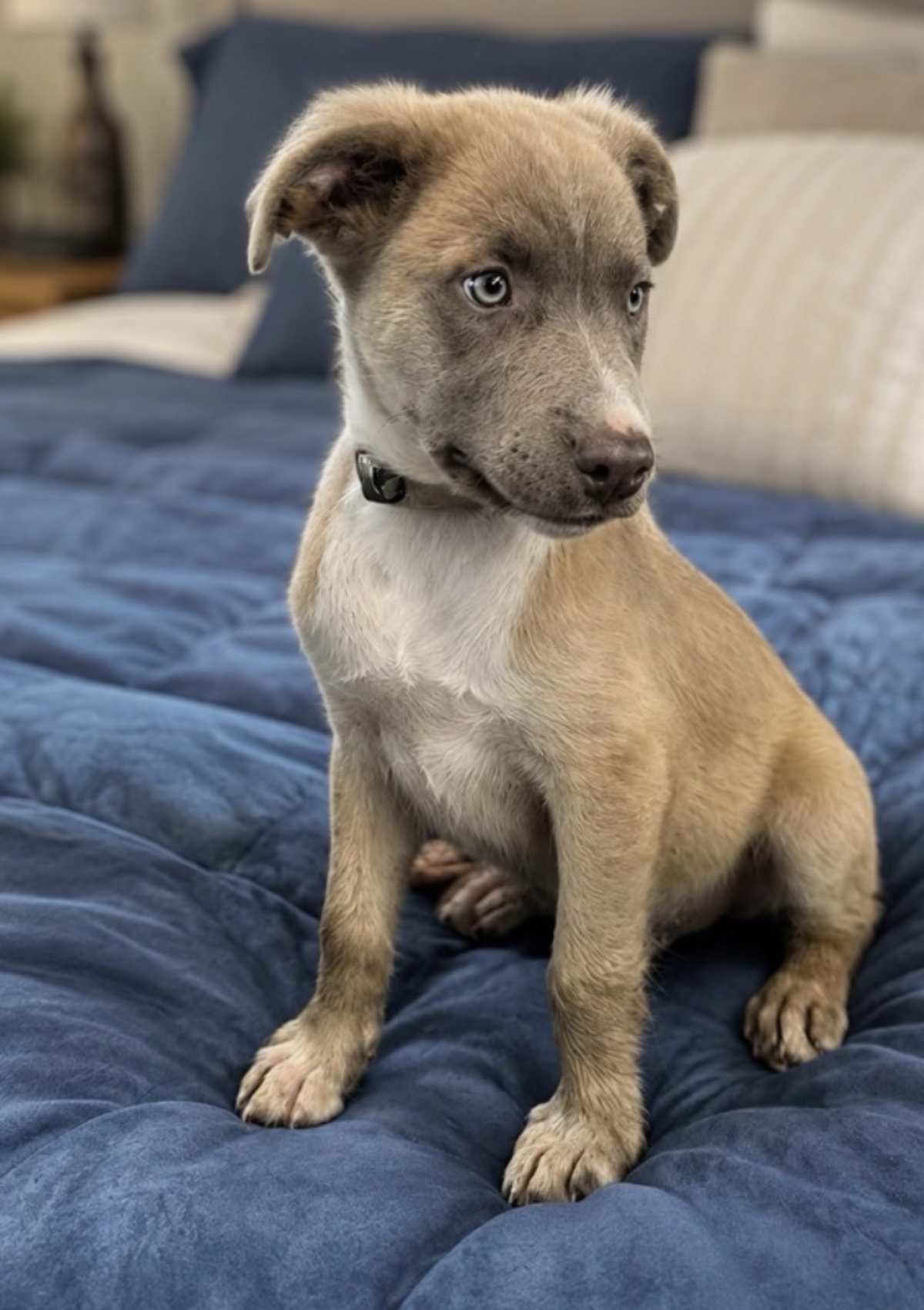 HICCUP~ADOPTED!