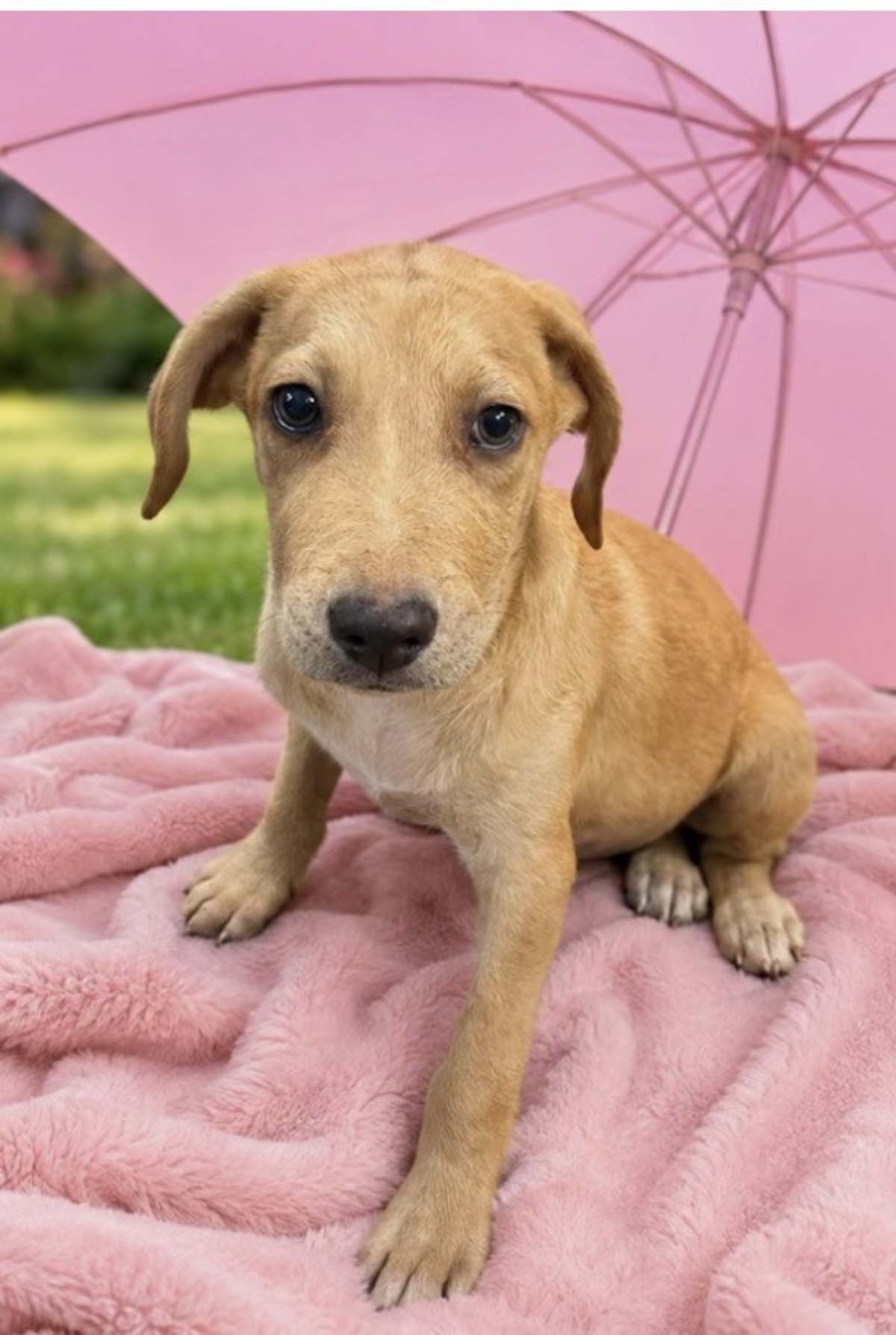 MEEMEE GREEN - Golden Retriever / Labrador Retriever available for adoption