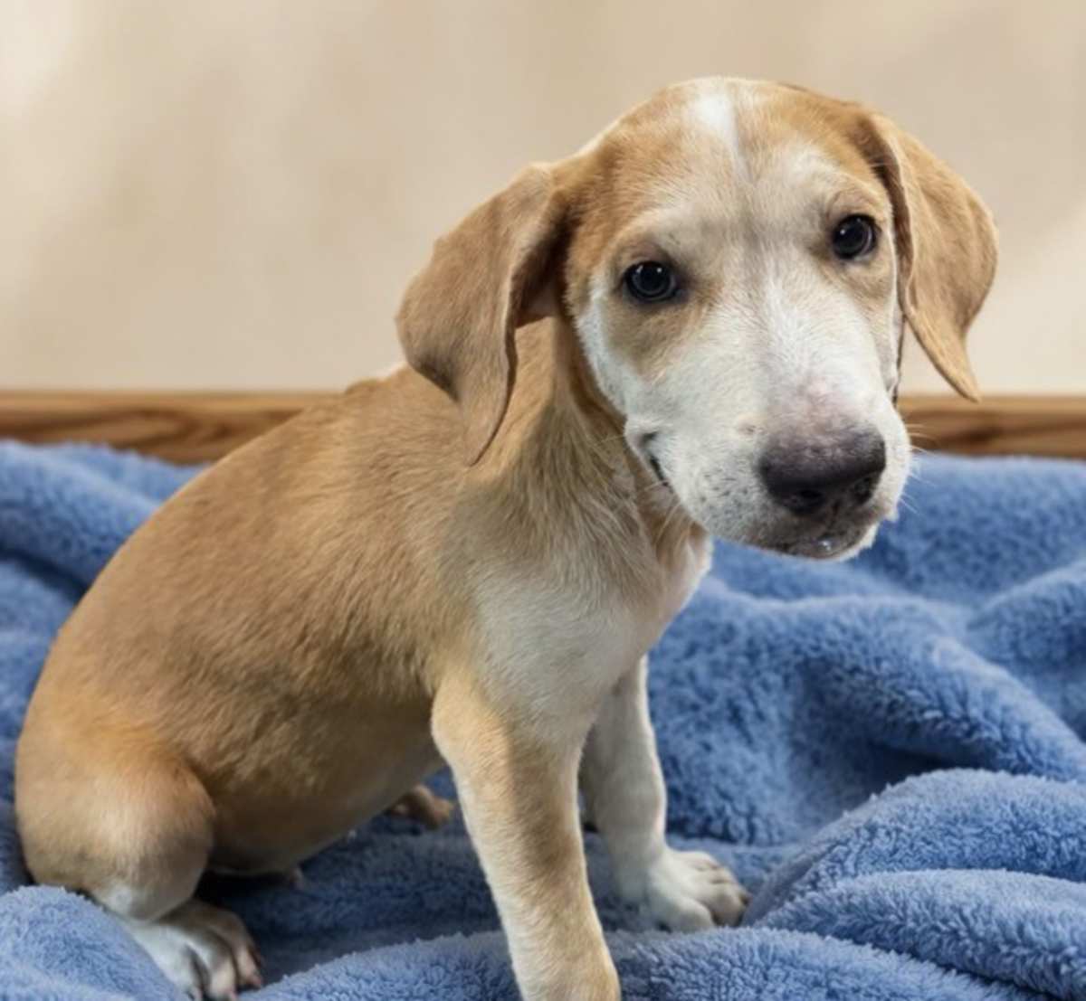 JIM BOB GREENE~ADOPTED!