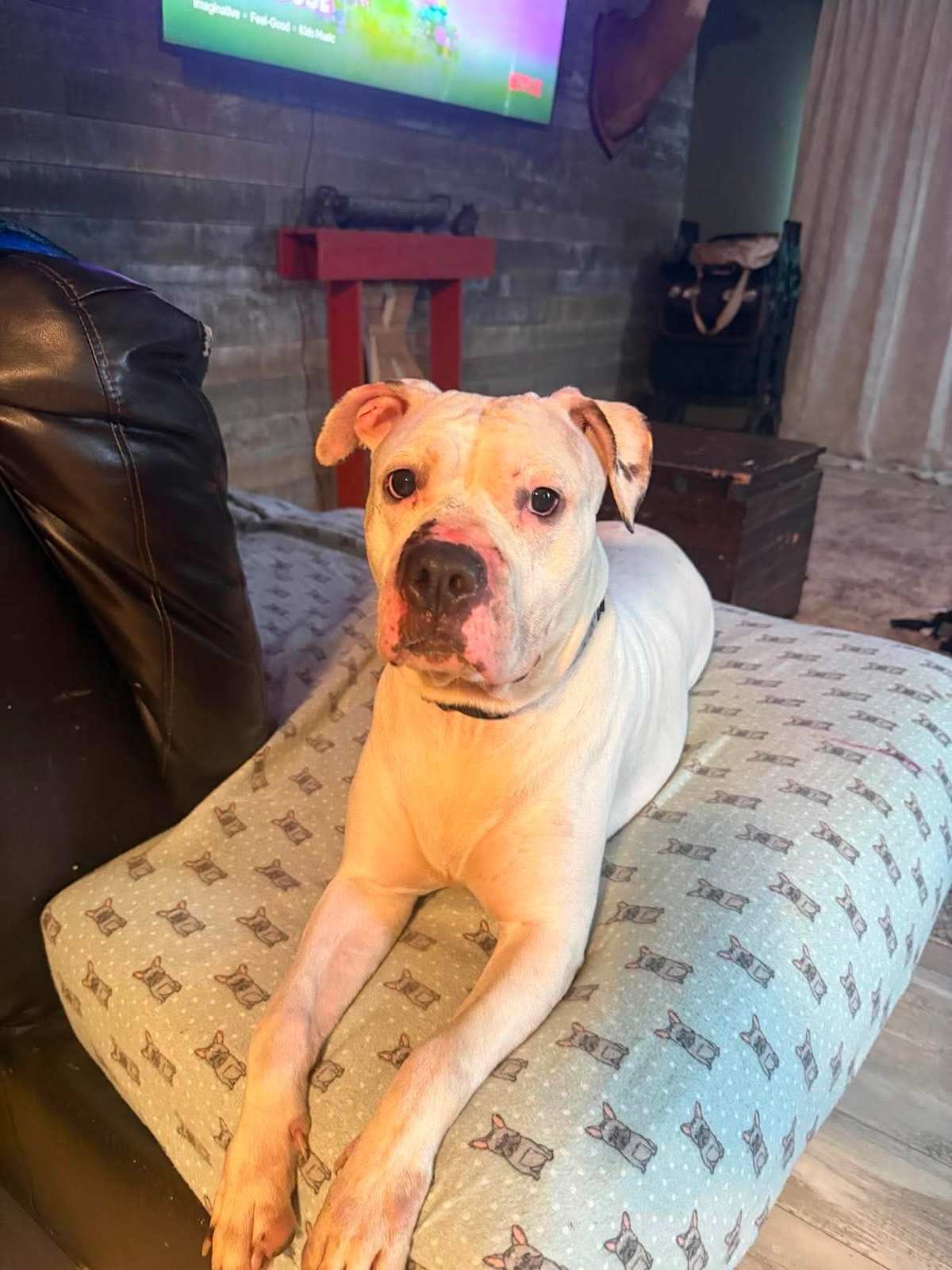 NOVA - Mixed Breed (Medium) available for adoption