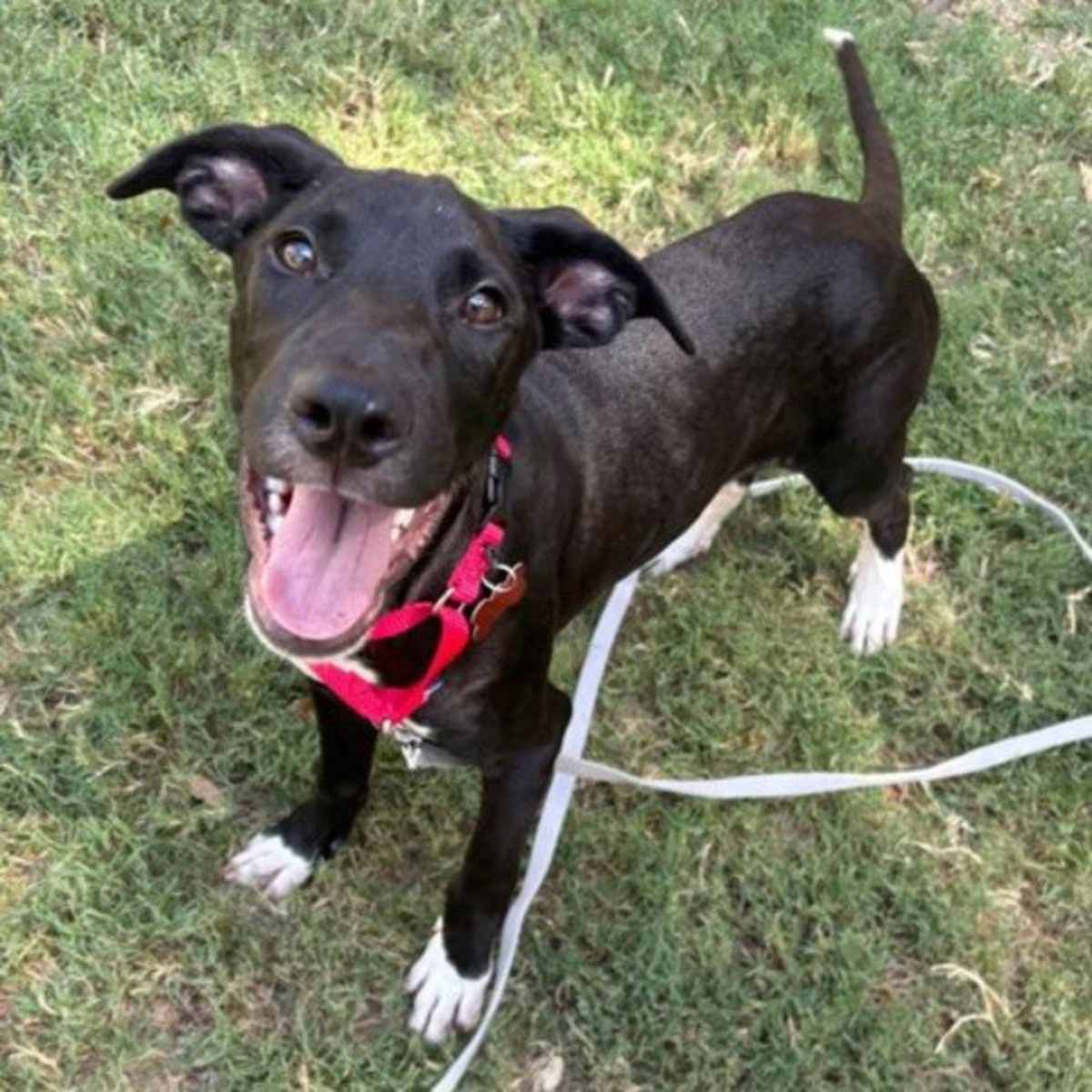 RAICHU - Labrador Retriever available for adoption