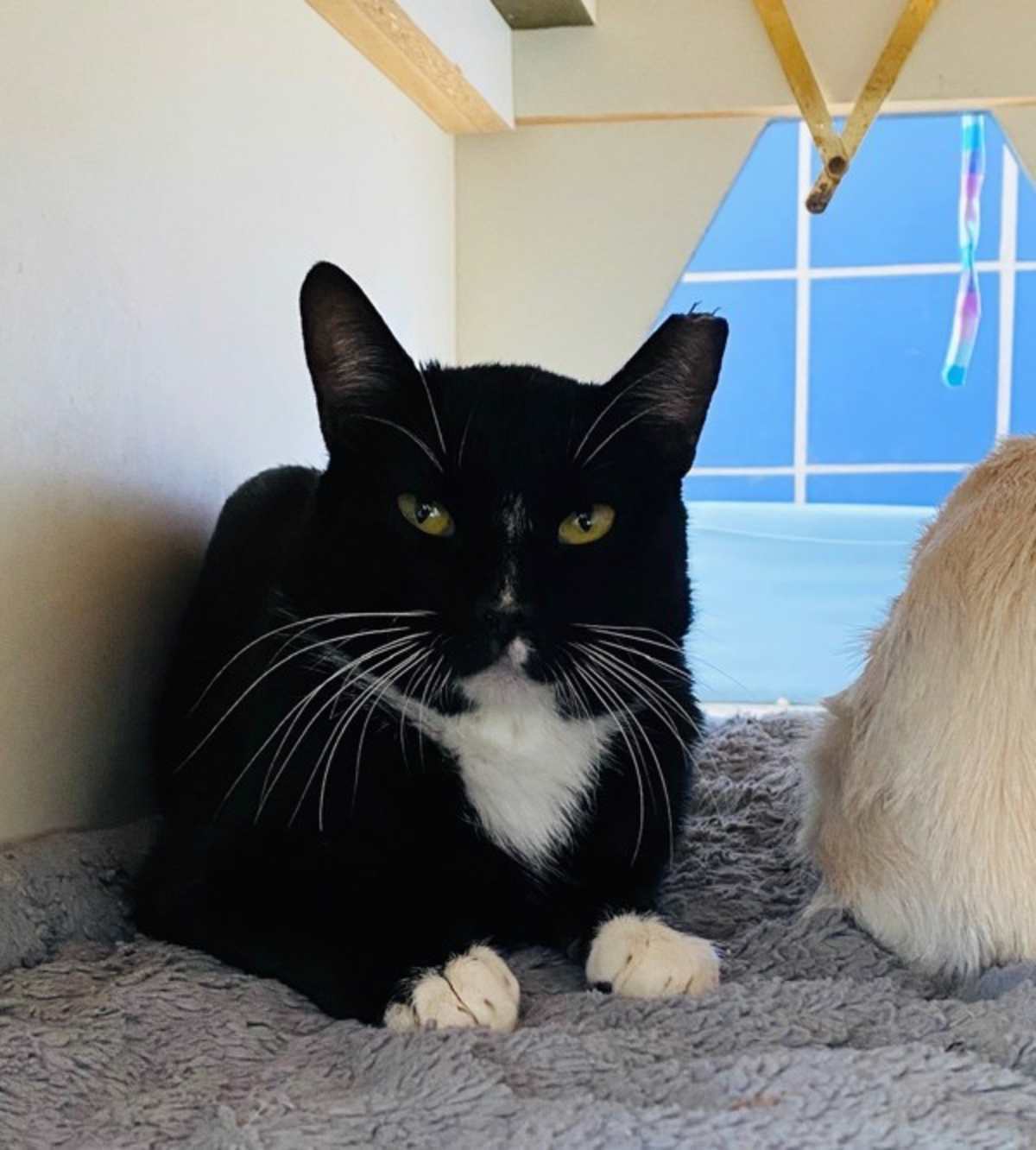 METALLICA - Domestic Shorthair available for adoption