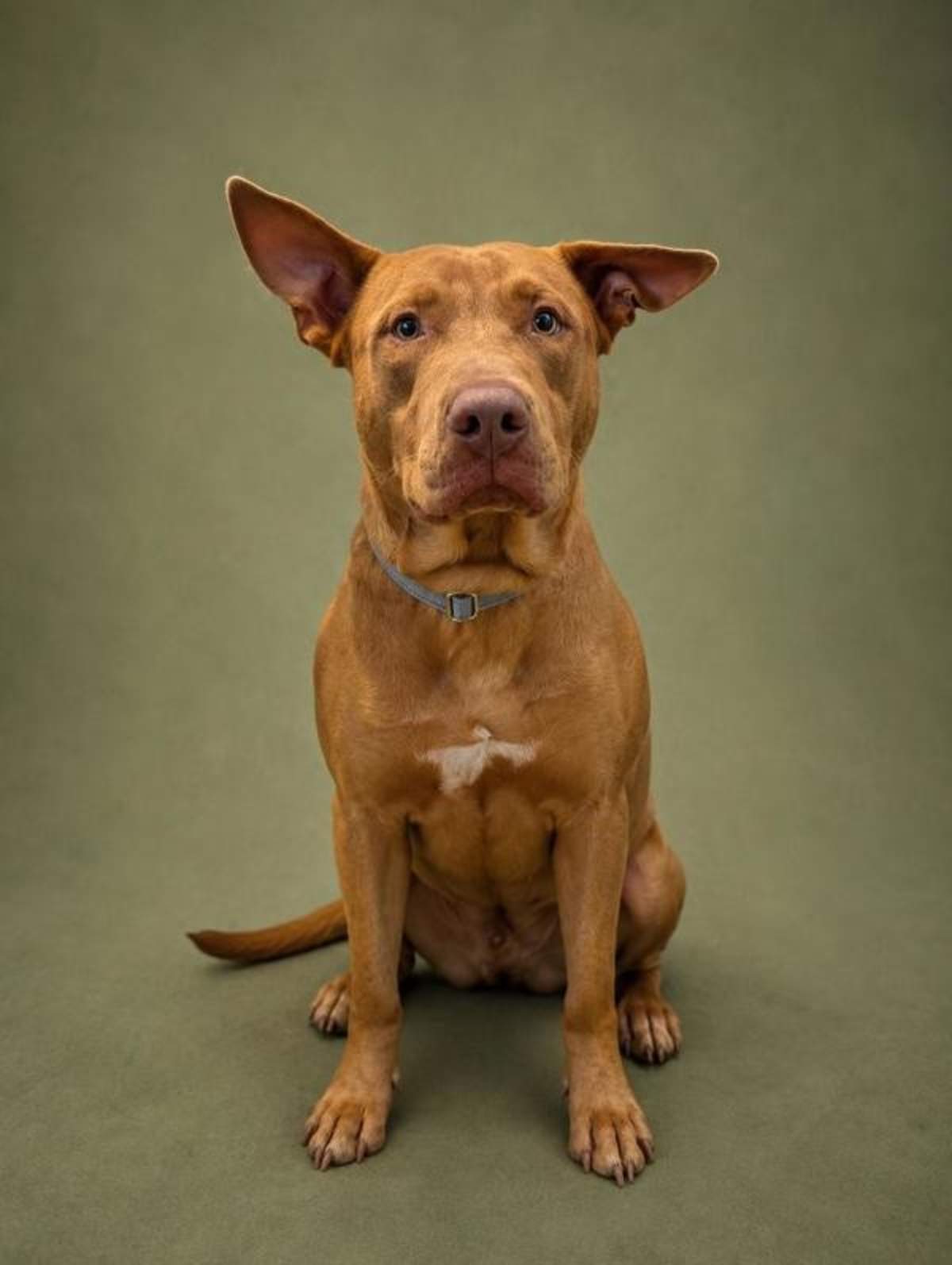 PATCH - Labrador Retriever available for adoption