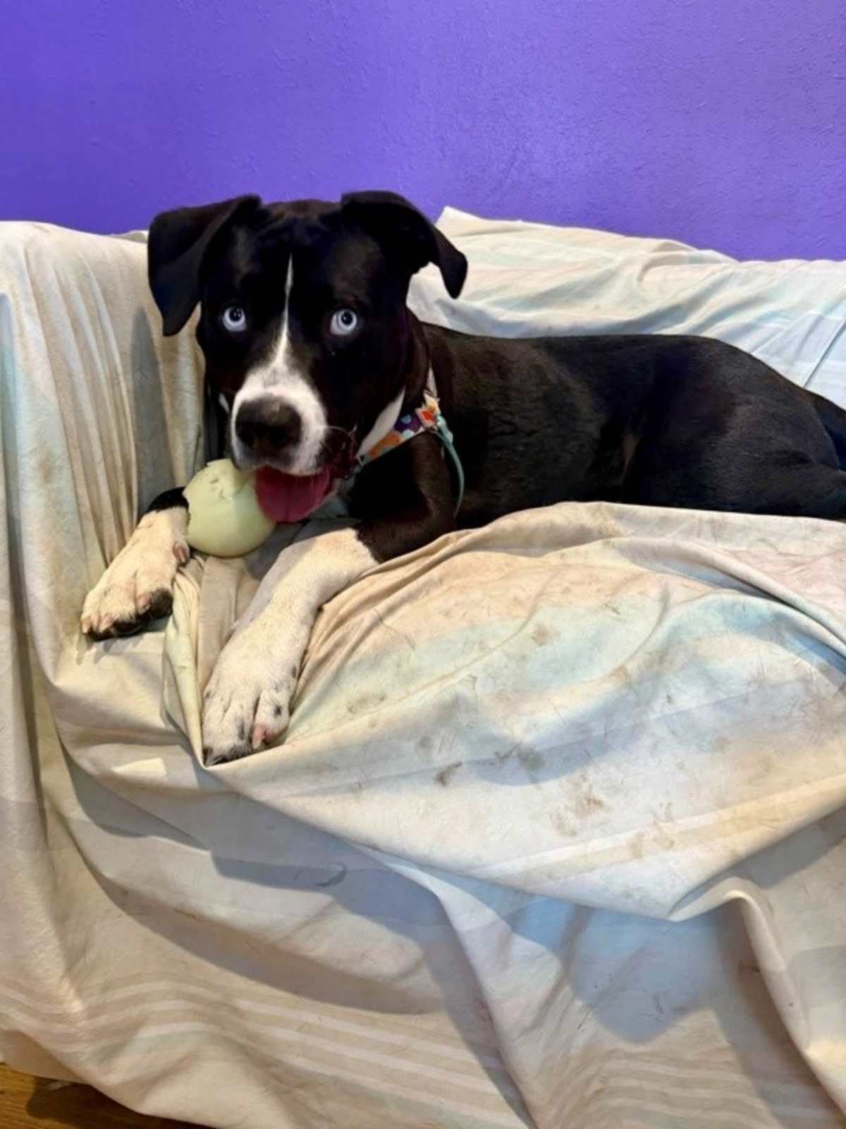 WILDER - American Pit Bull Terrier available for adoption