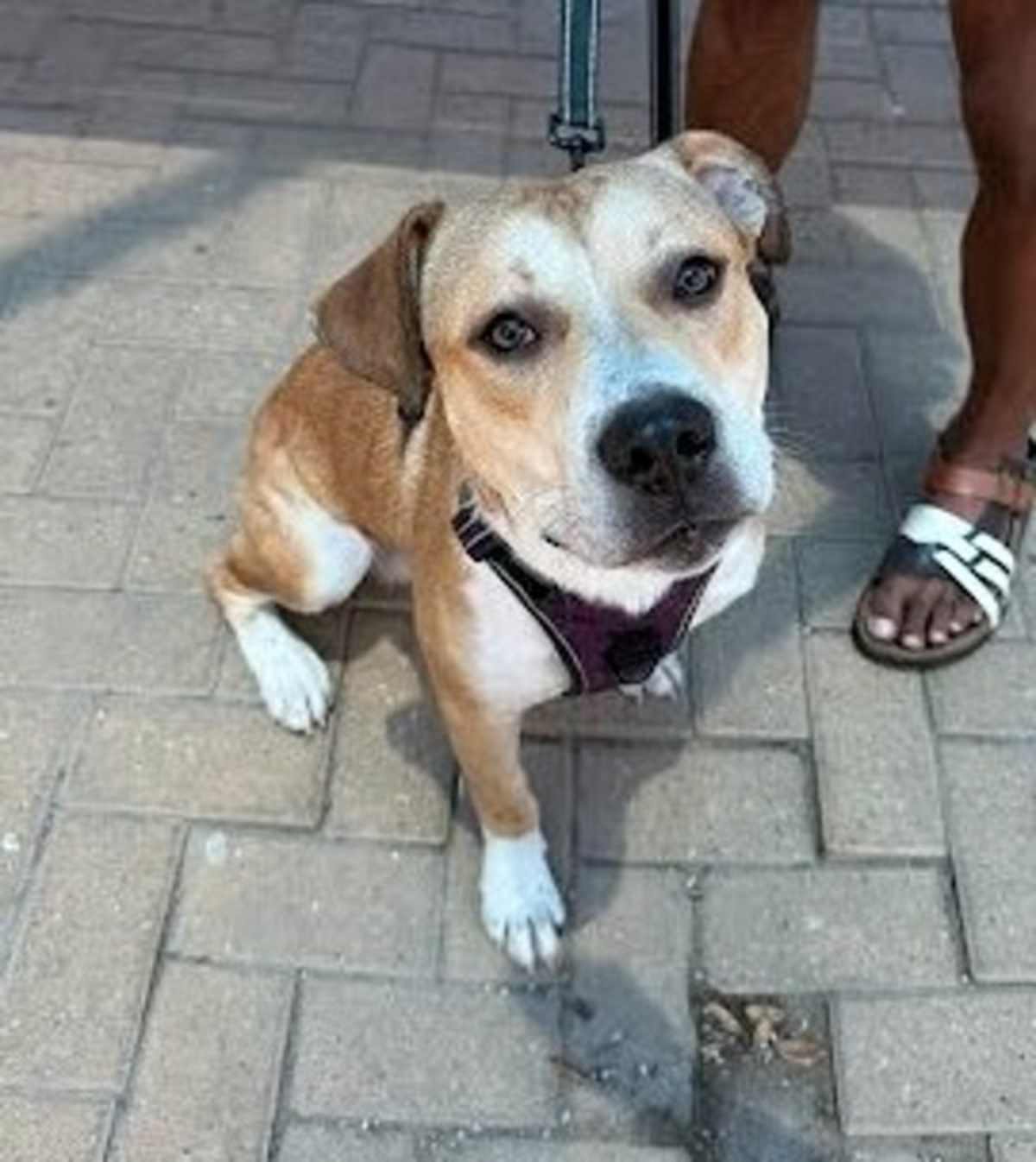 STROOP - American Pit Bull Terrier available for adoption