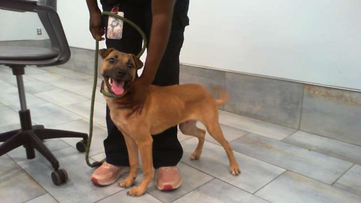 KOOLIO - Mixed Breed (Medium) available for adoption