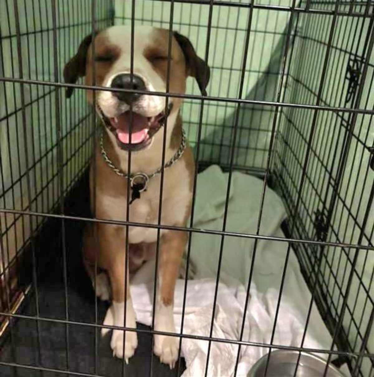 ABE - American Pit Bull Terrier available for adoption