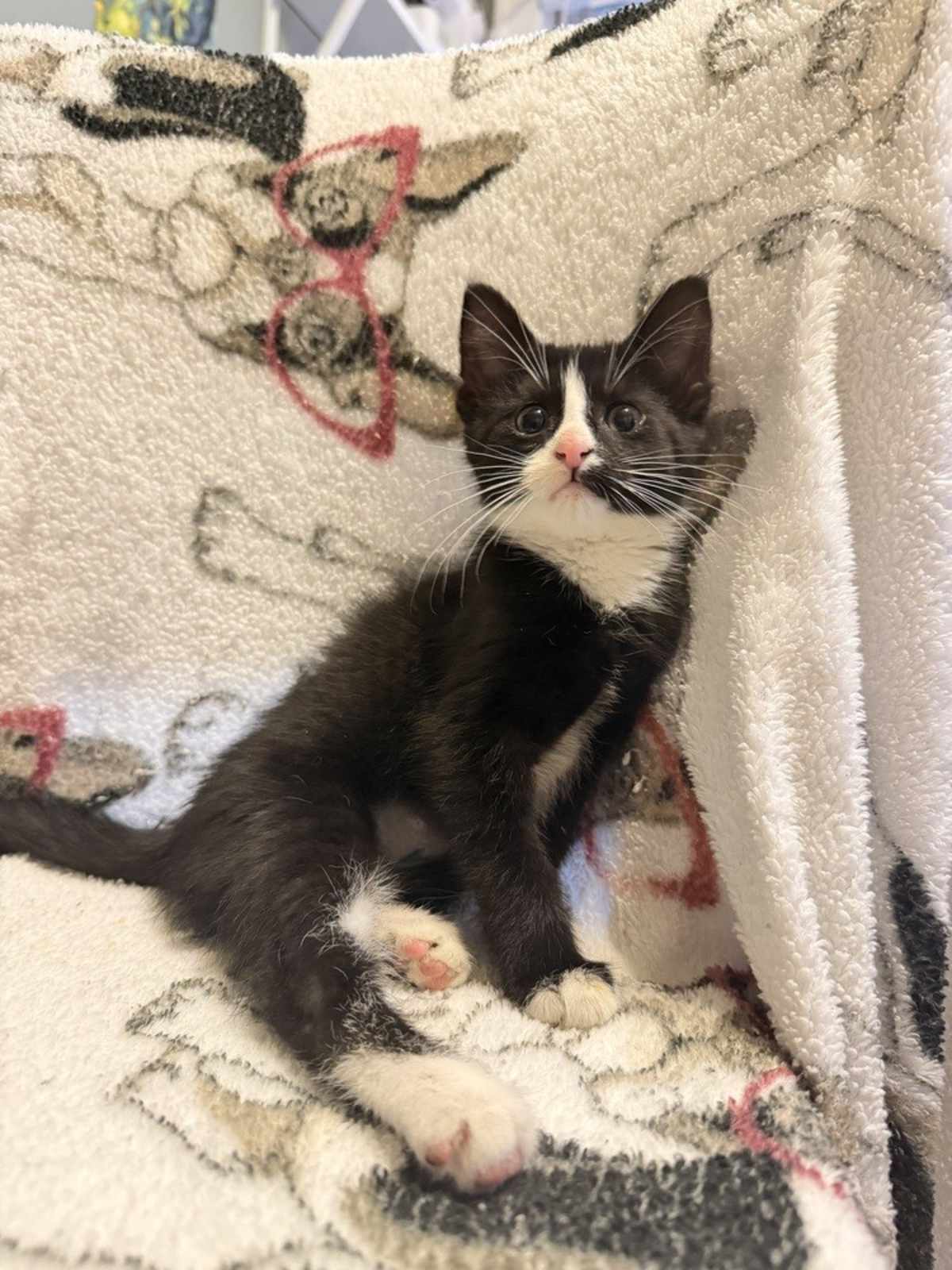 THE PENGUIN - Domestic Shorthair available for adoption