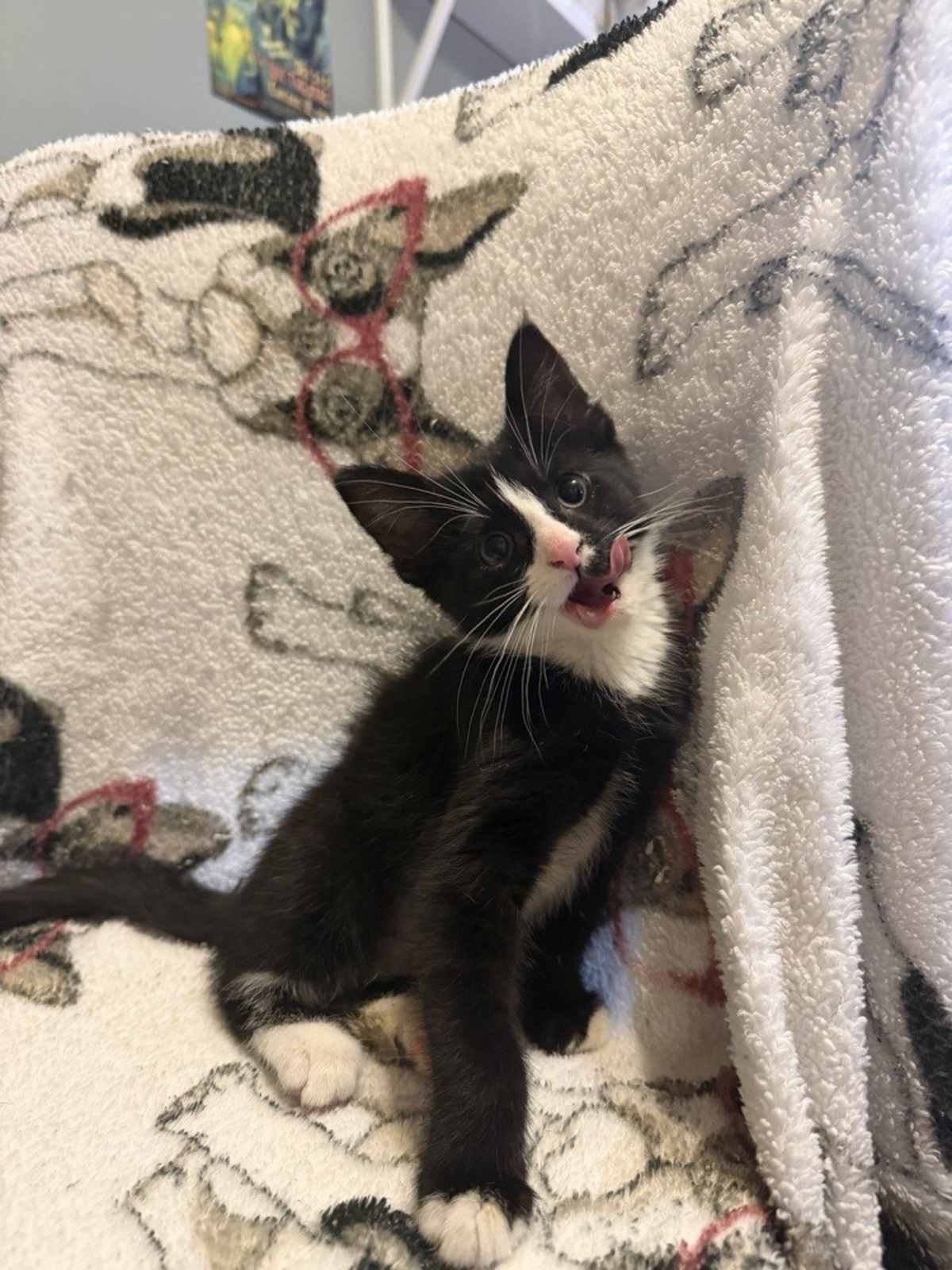 THE PENGUIN - Domestic Shorthair available for adoption