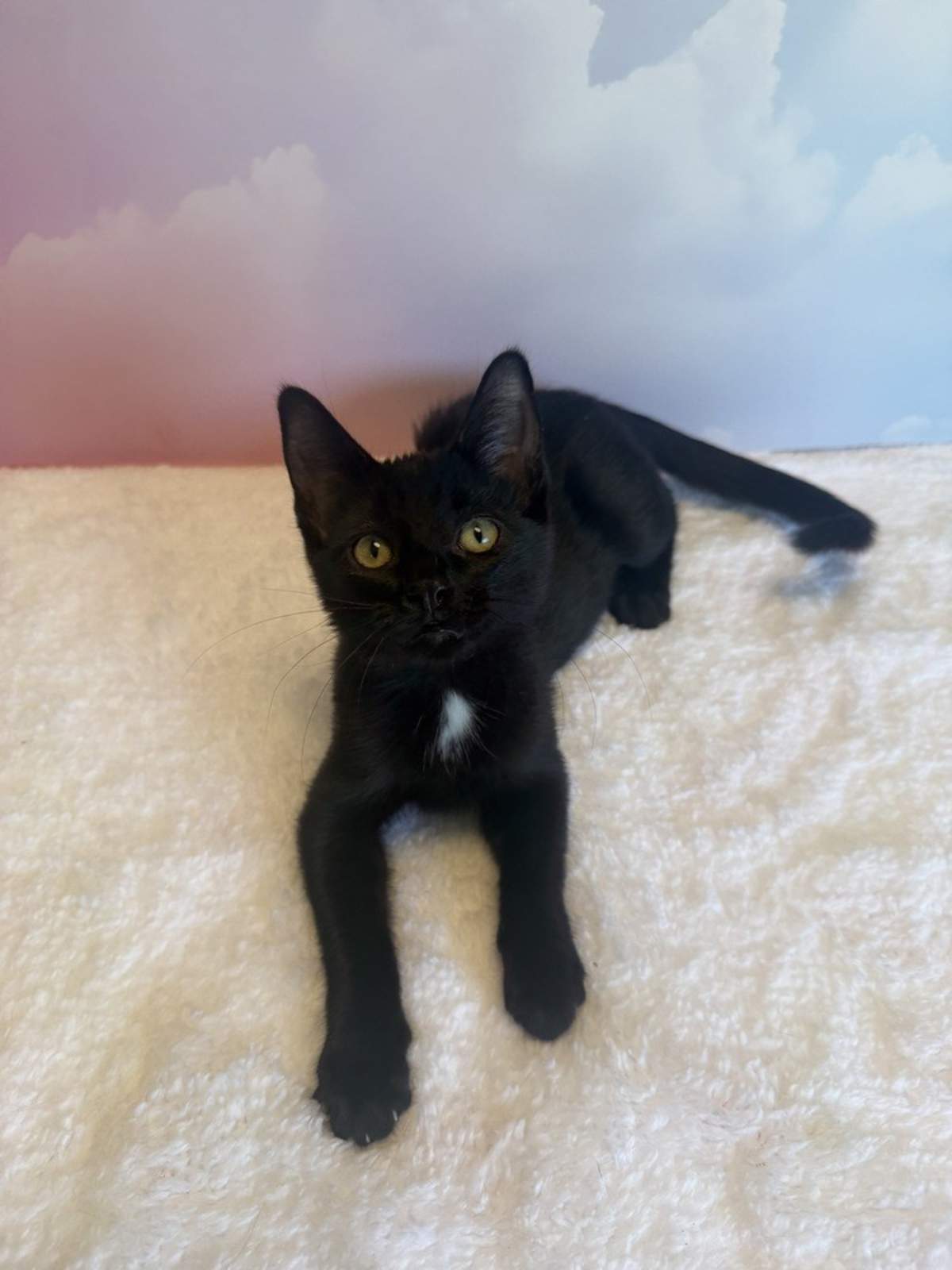 RAV4 - Domestic Shorthair for adoption in Naperville